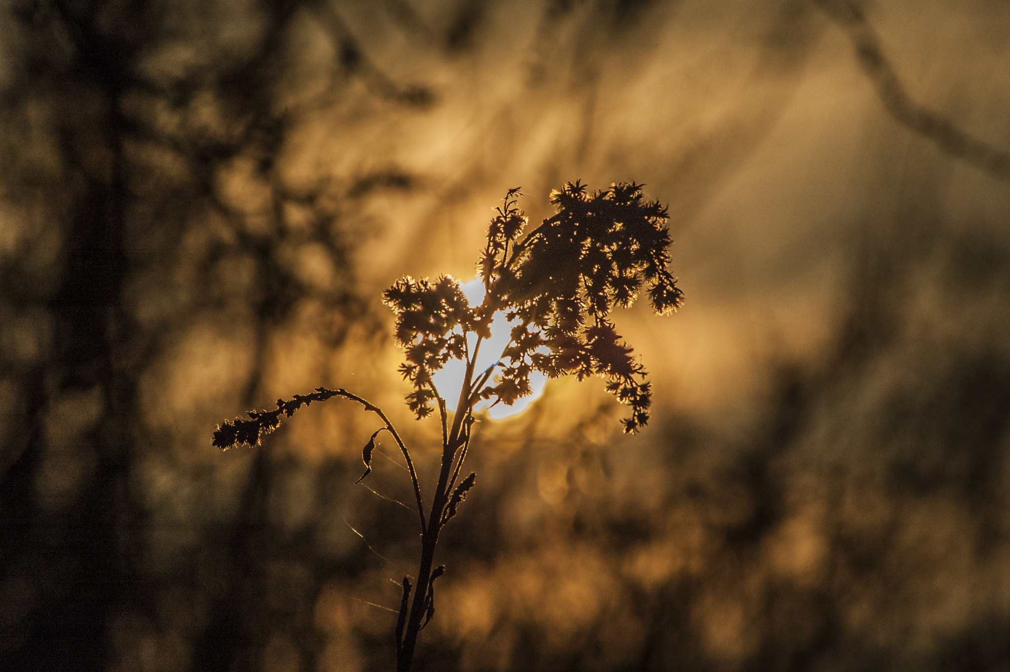 Nikon D70s sample photo. Nature photography