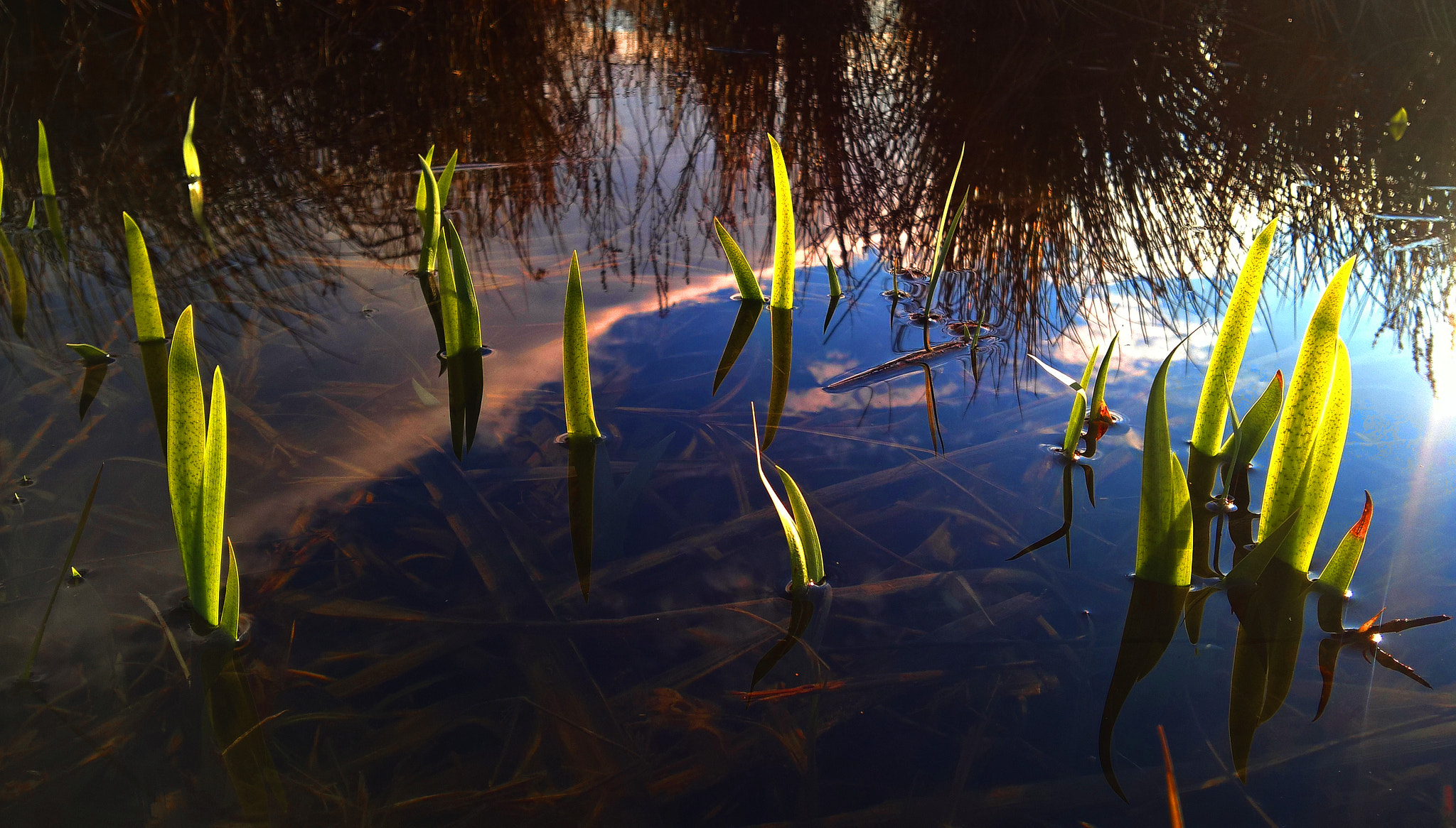 Microsoft Lumia 640 XL sample photo. After the rain photography