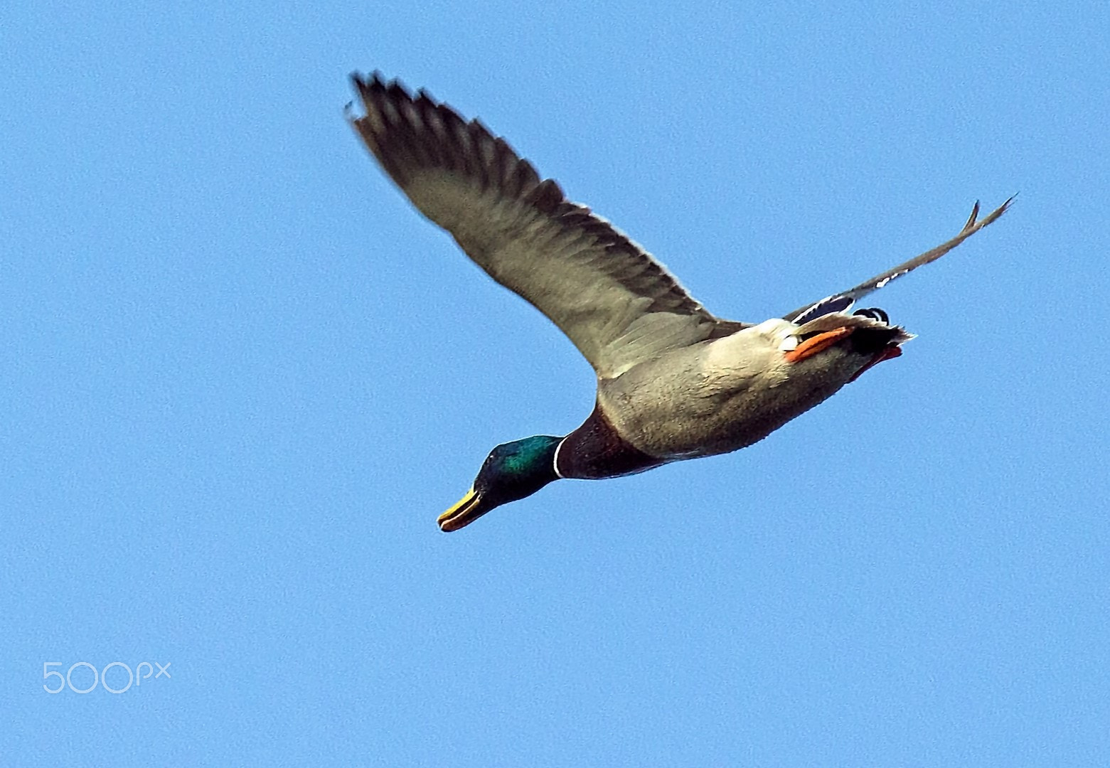Tamron SP 150-600mm F5-6.3 Di VC USD sample photo. Quack photography