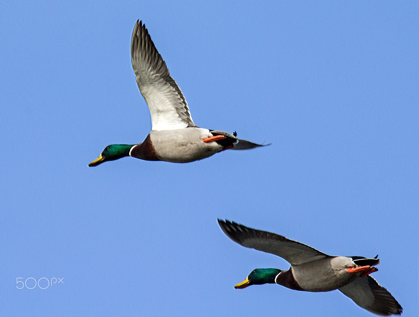 Tamron SP 150-600mm F5-6.3 Di VC USD sample photo. Looking for female company photography