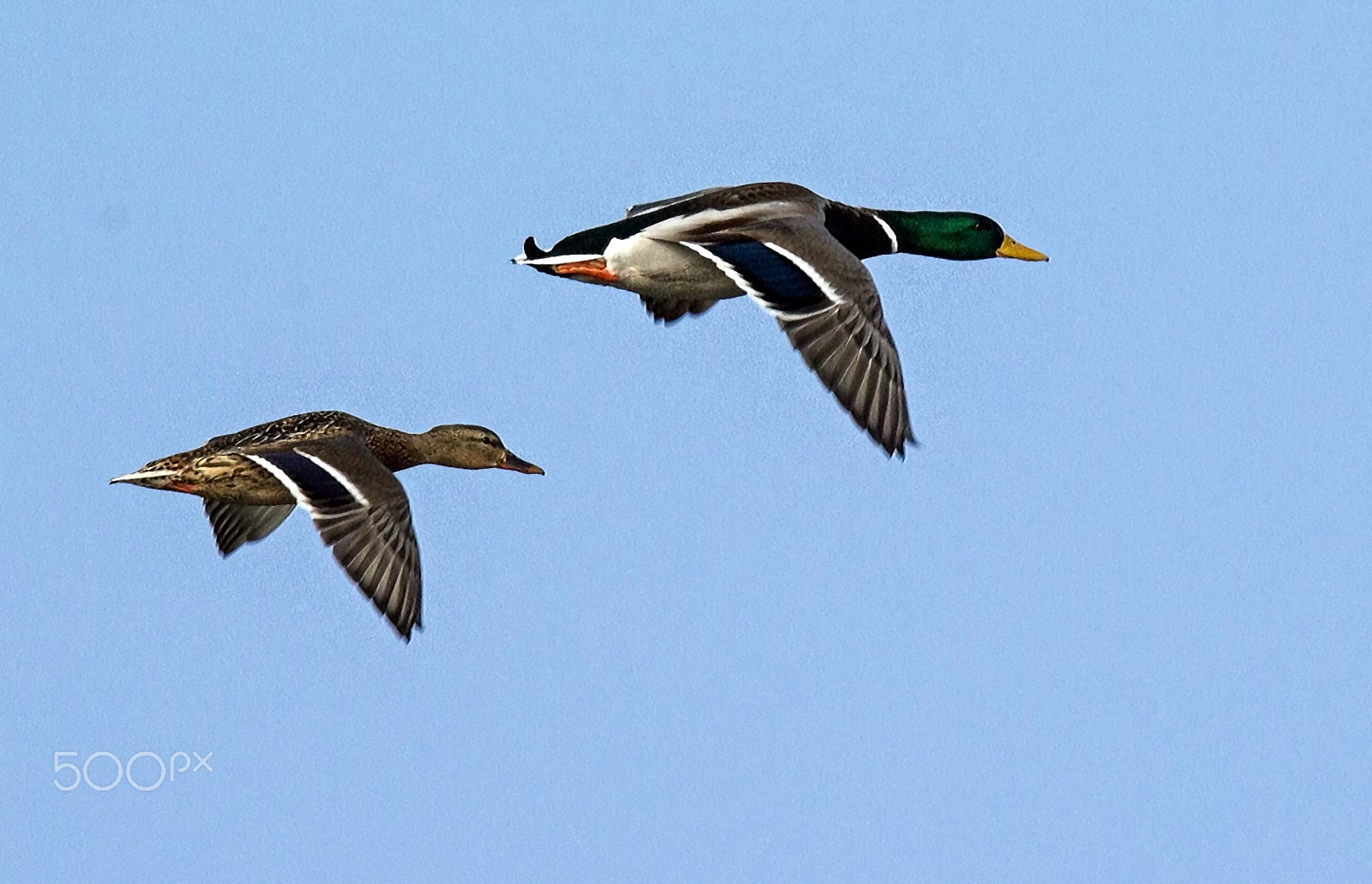 Tamron SP 150-600mm F5-6.3 Di VC USD sample photo. Mr and mrs mallard photography