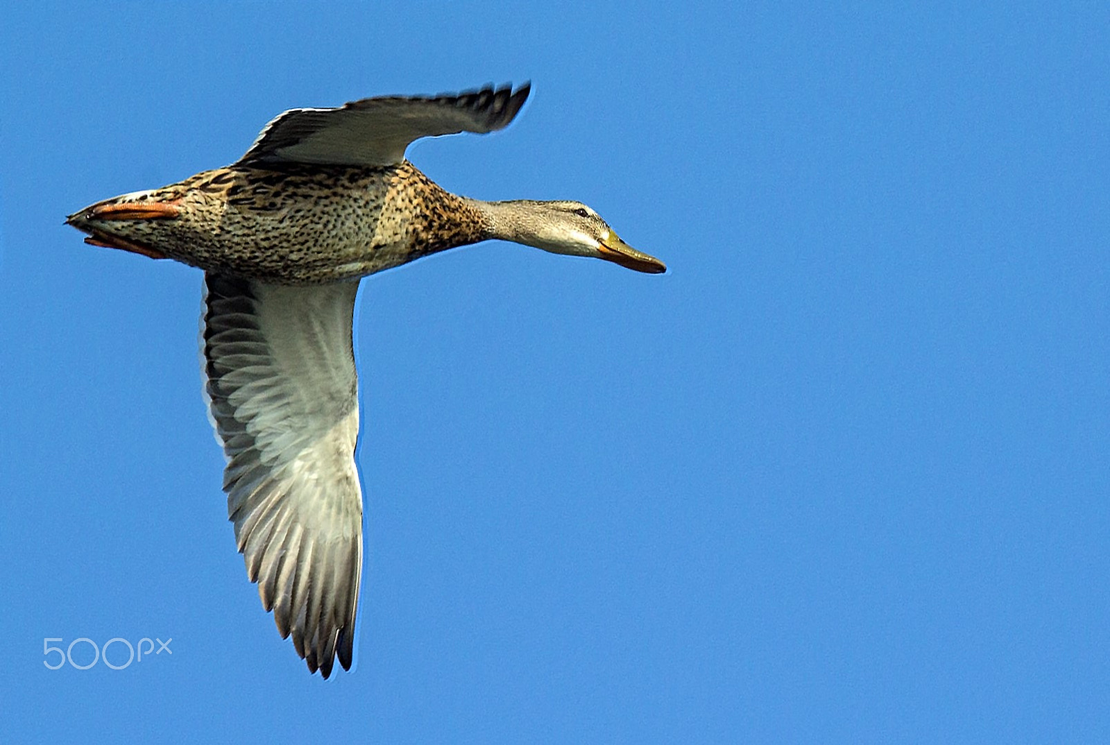 Tamron SP 150-600mm F5-6.3 Di VC USD sample photo. Miss mallard photography
