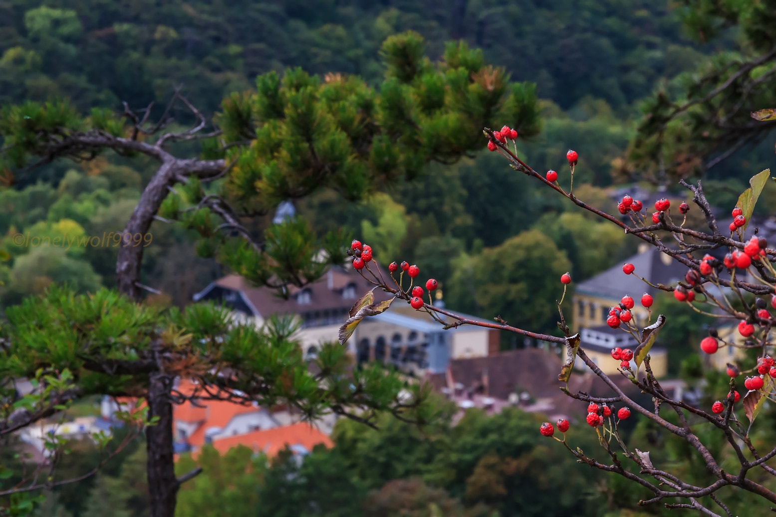 Sigma 17-70mm F2.8-4 DC Macro OS HSM sample photo. Red berries photography