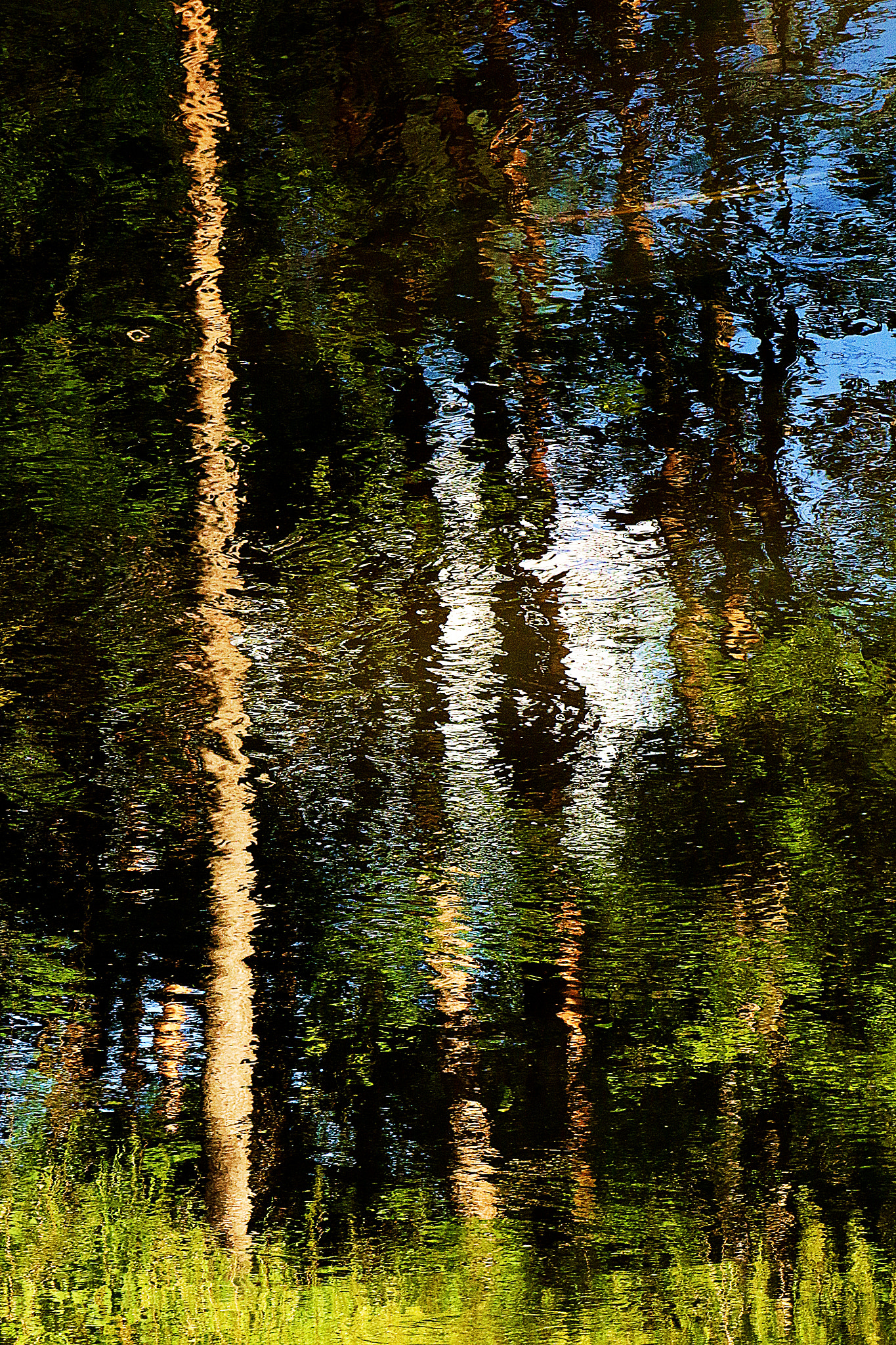 Canon EOS 70D + Canon EF 100mm F2.0 USM sample photo. Summer in the forest photography