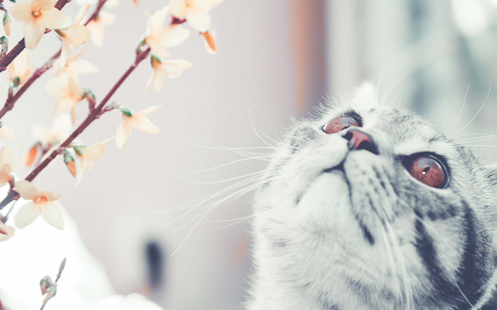 Sony SLT-A65 (SLT-A65V) sample photo. Cat photography