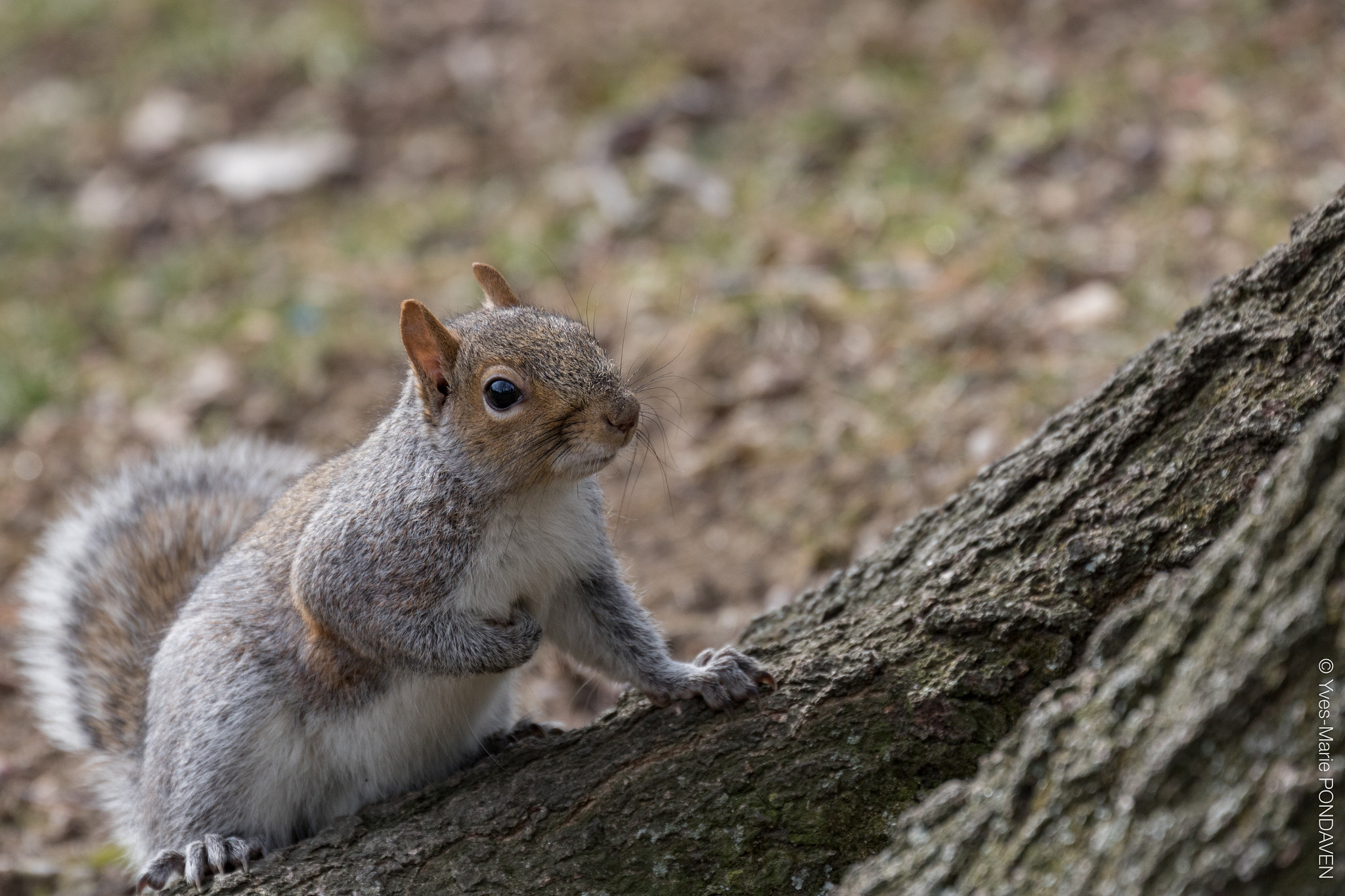 Canon EF 70-300mm F4-5.6L IS USM sample photo