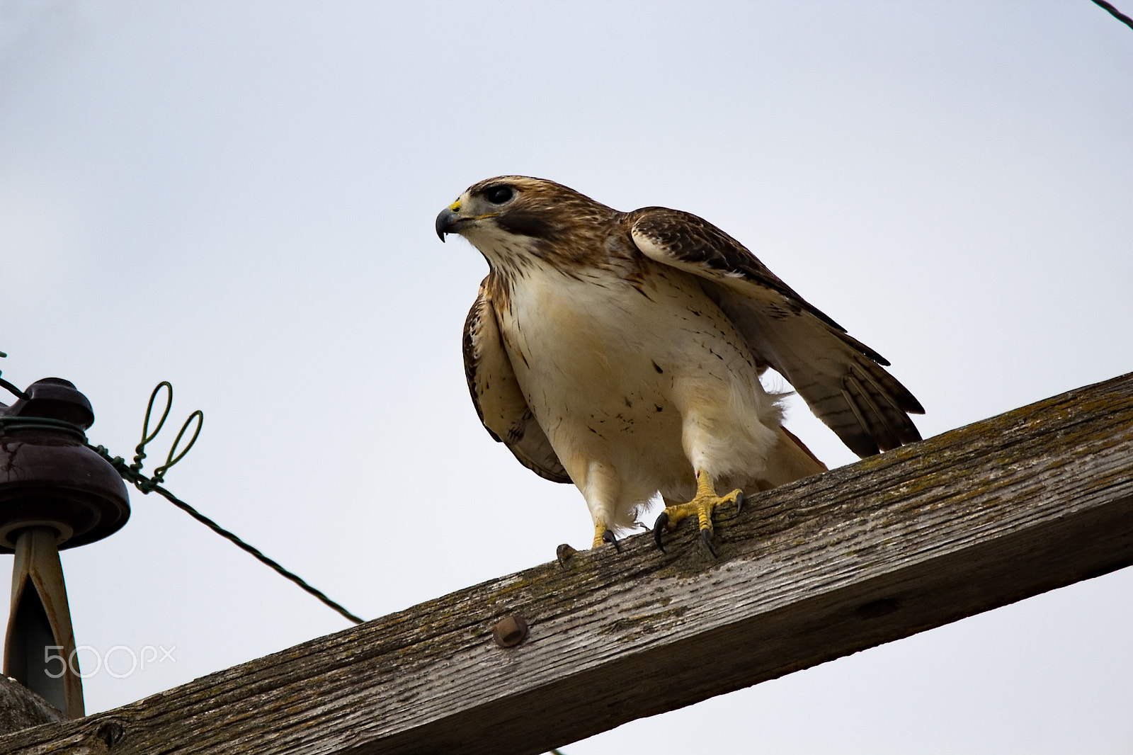 Tamron SP 150-600mm F5-6.3 Di VC USD sample photo. Power pole red-tailed hawk photography