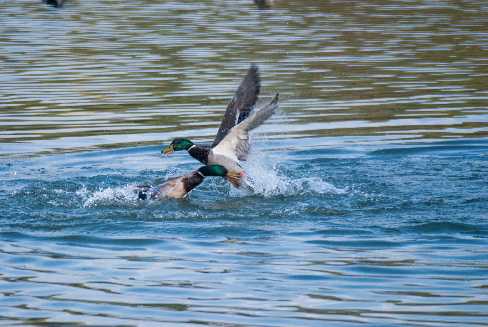 Nikon D80 + Sigma APO 400mm F5.6 sample photo. Fight! photography