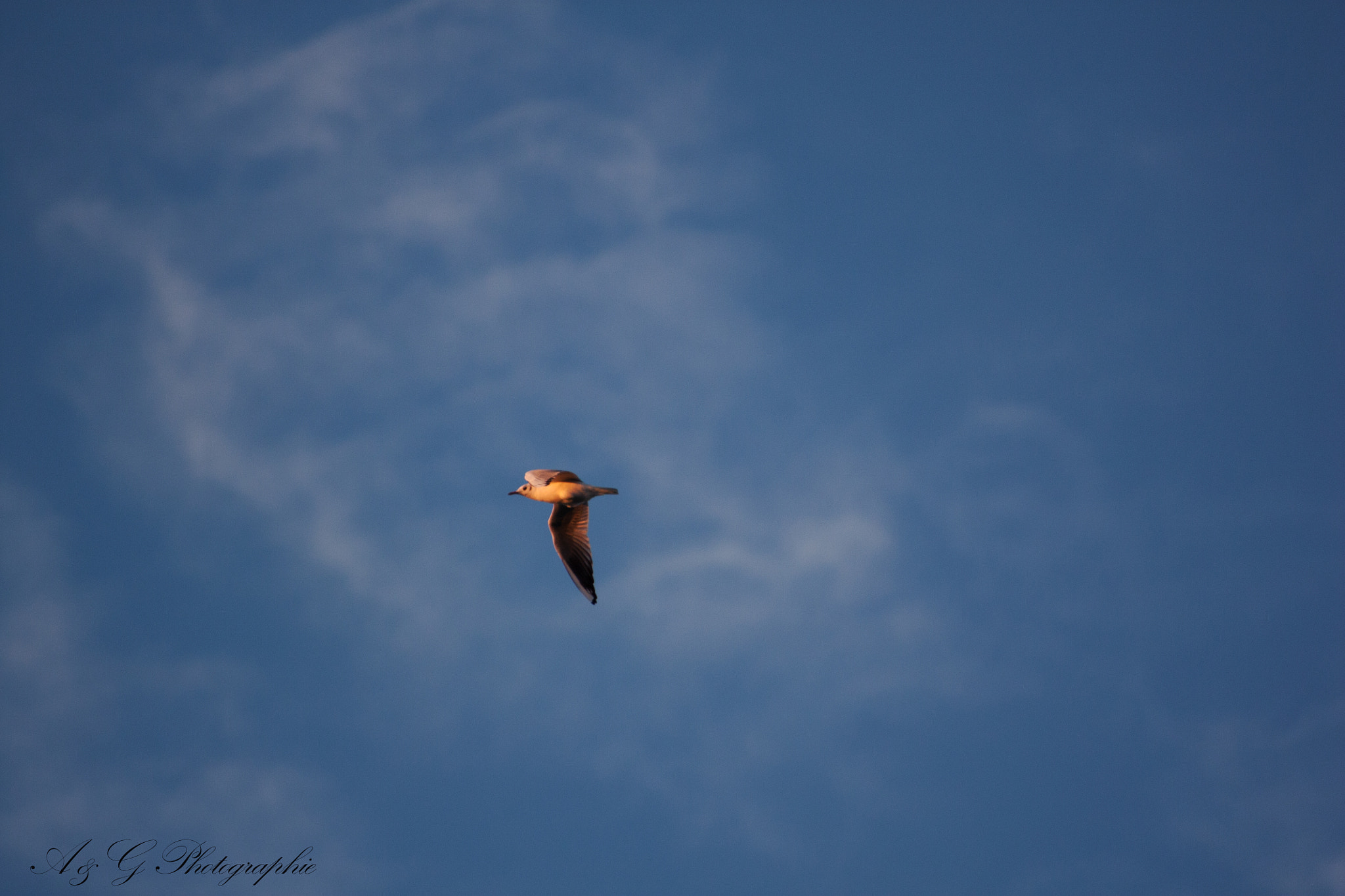 Sigma 70-300mm F4-5.6 APO DG Macro sample photo. The flight photography