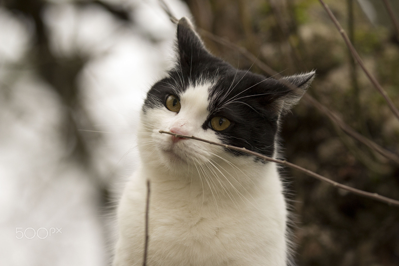Canon EF 70-200mm F2.8L IS II USM sample photo. Cat in tree photography
