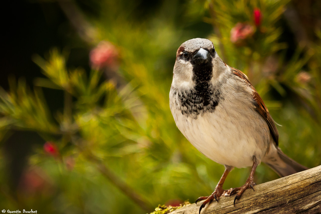 Canon EF 100-400mm F4.5-5.6L IS USM sample photo. Moineau photography