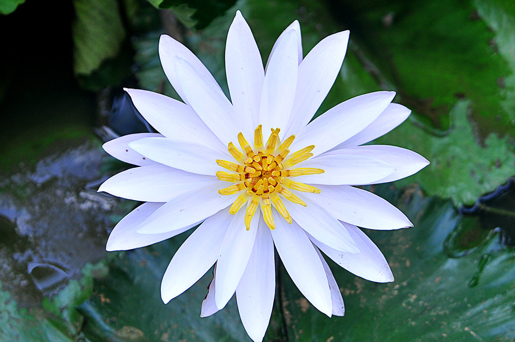 AF-S Zoom-Nikkor 80-200mm f/2.8D IF-ED sample photo. Flower flowers lyli photography