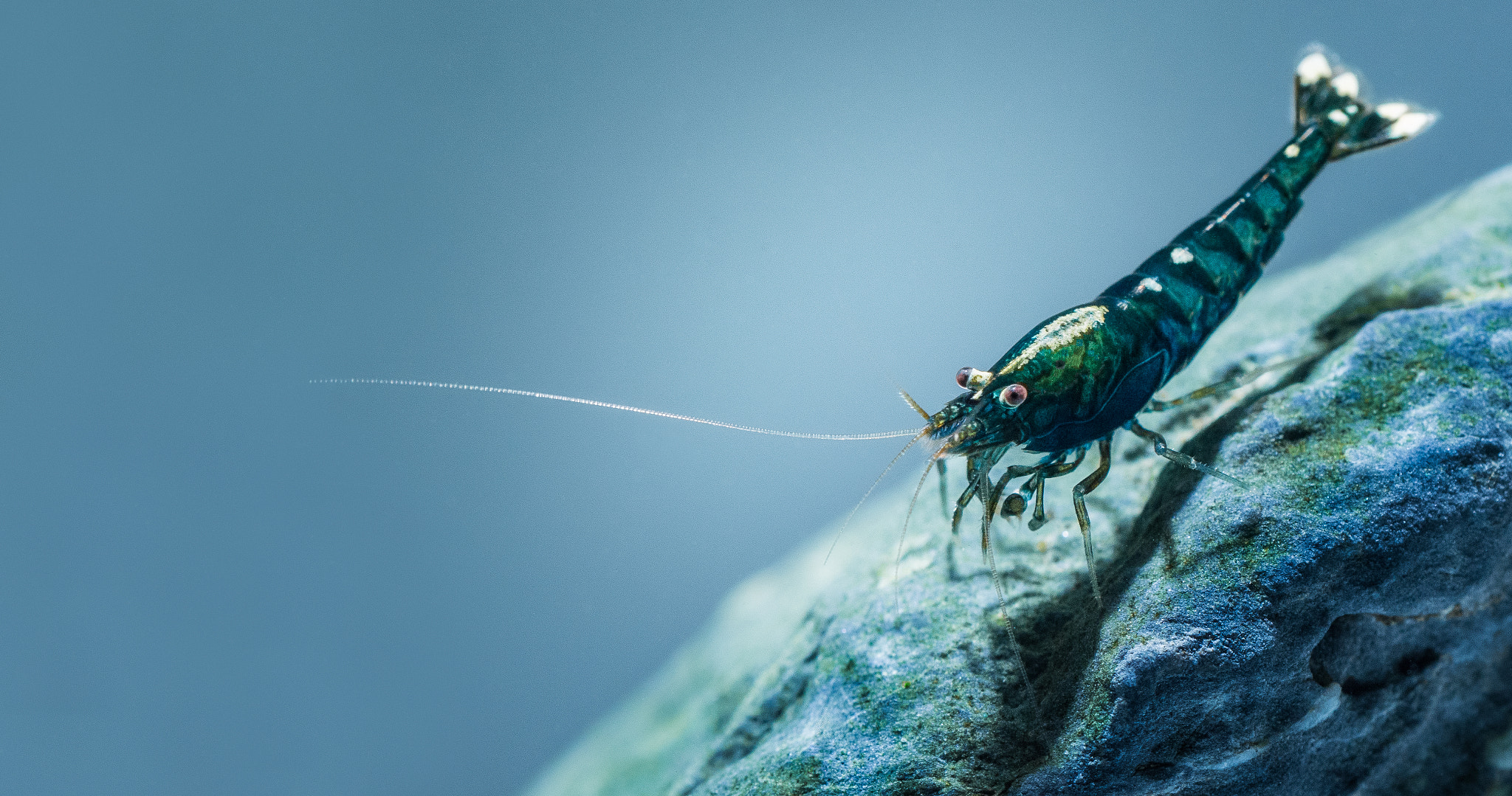 Sigma 150mm F2.8 EX DG OS Macro HSM sample photo. Taibee skunk photography