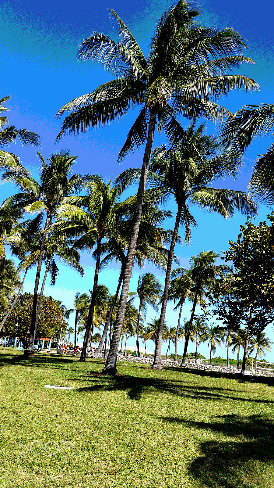 Samsung Galaxy S5 K Sport sample photo. Ocean drive palm trees photography