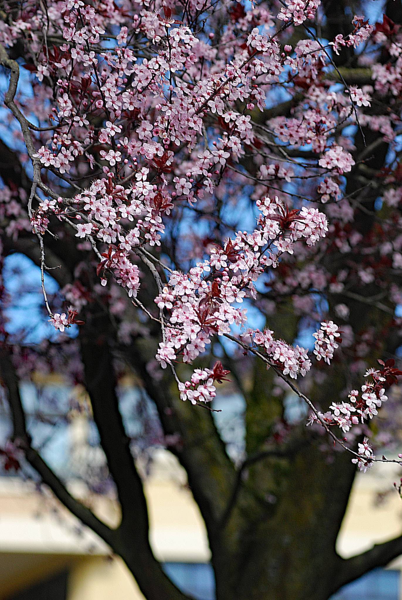 Nikon D80 + Nikon AF-Nikkor 80-200mm F2.8D ED sample photo. Cherry blossom photography