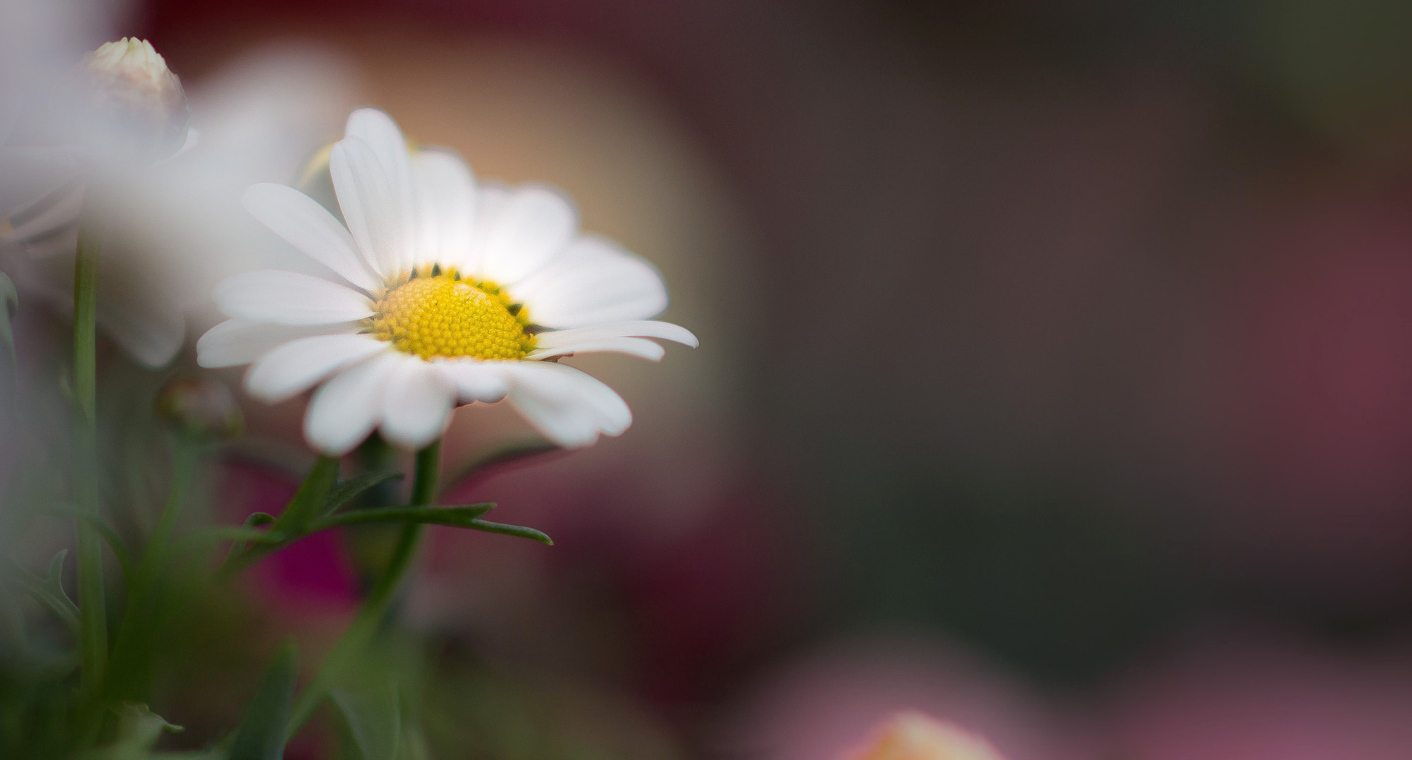 Sony Sonnar T* 135mm F1.8 ZA sample photo. Pyrethrum. photography