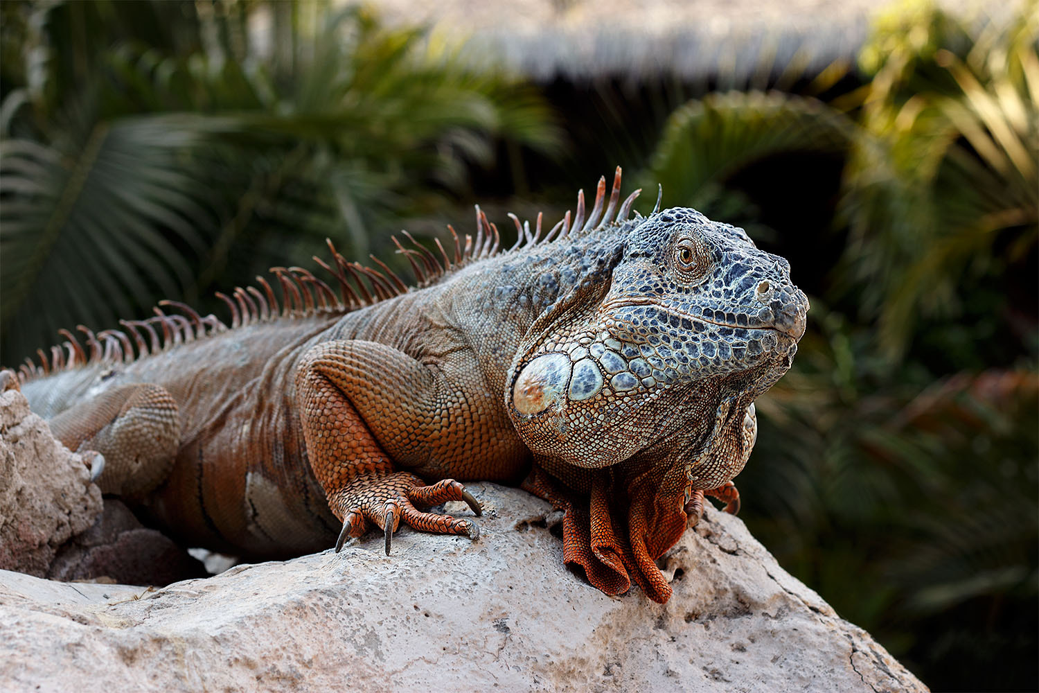 Animal iguana (Leguan)