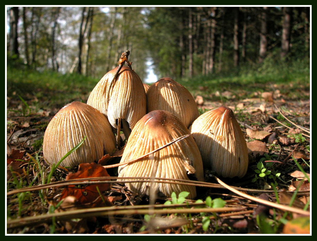 Nikon E5000 sample photo. Herfst photography