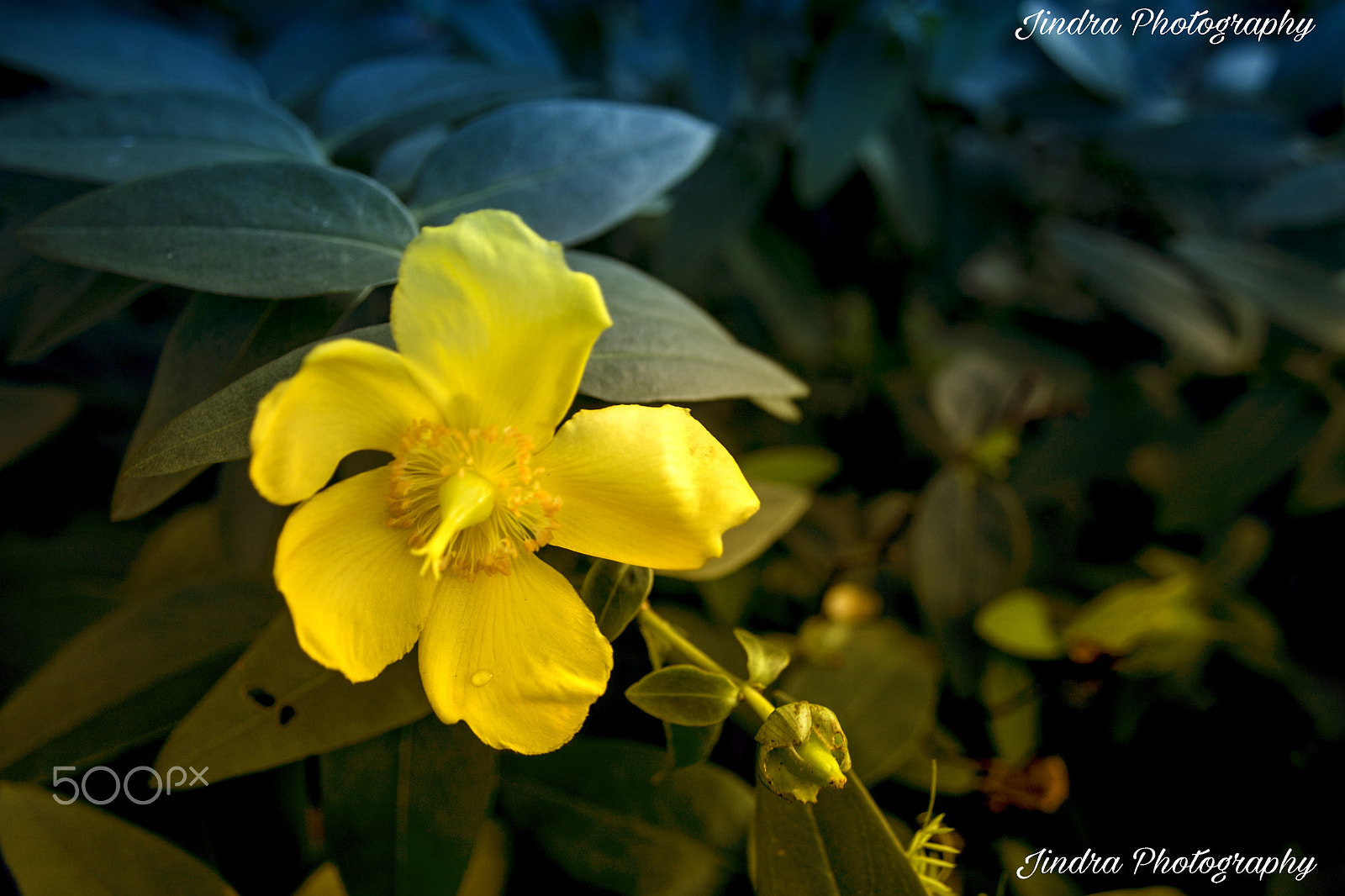 Canon EF-S 18-55mm F3.5-5.6 sample photo. Flower with dual filter photography
