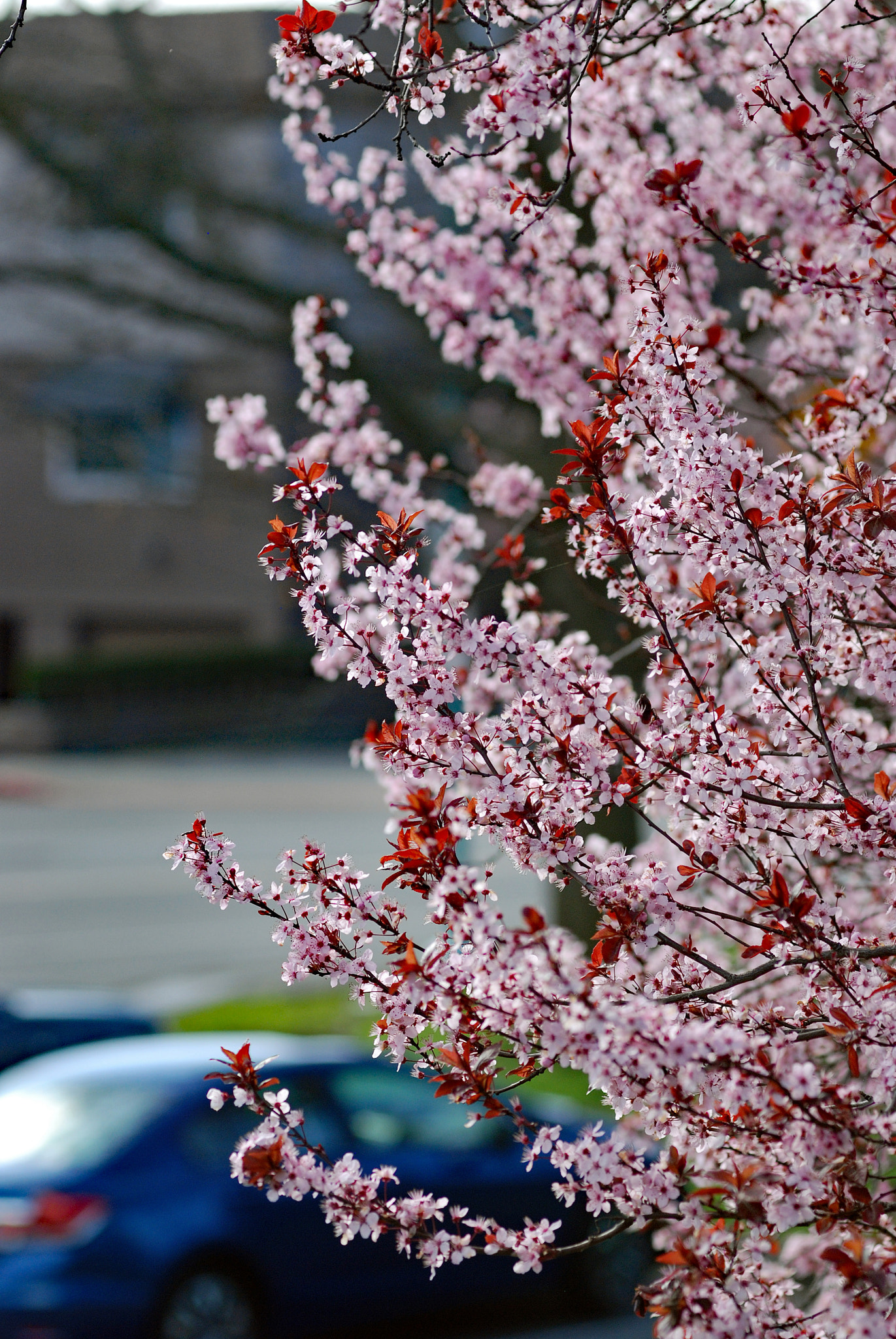 Nikon AF-Nikkor 80-200mm F2.8D ED sample photo. Cherry blossom photography