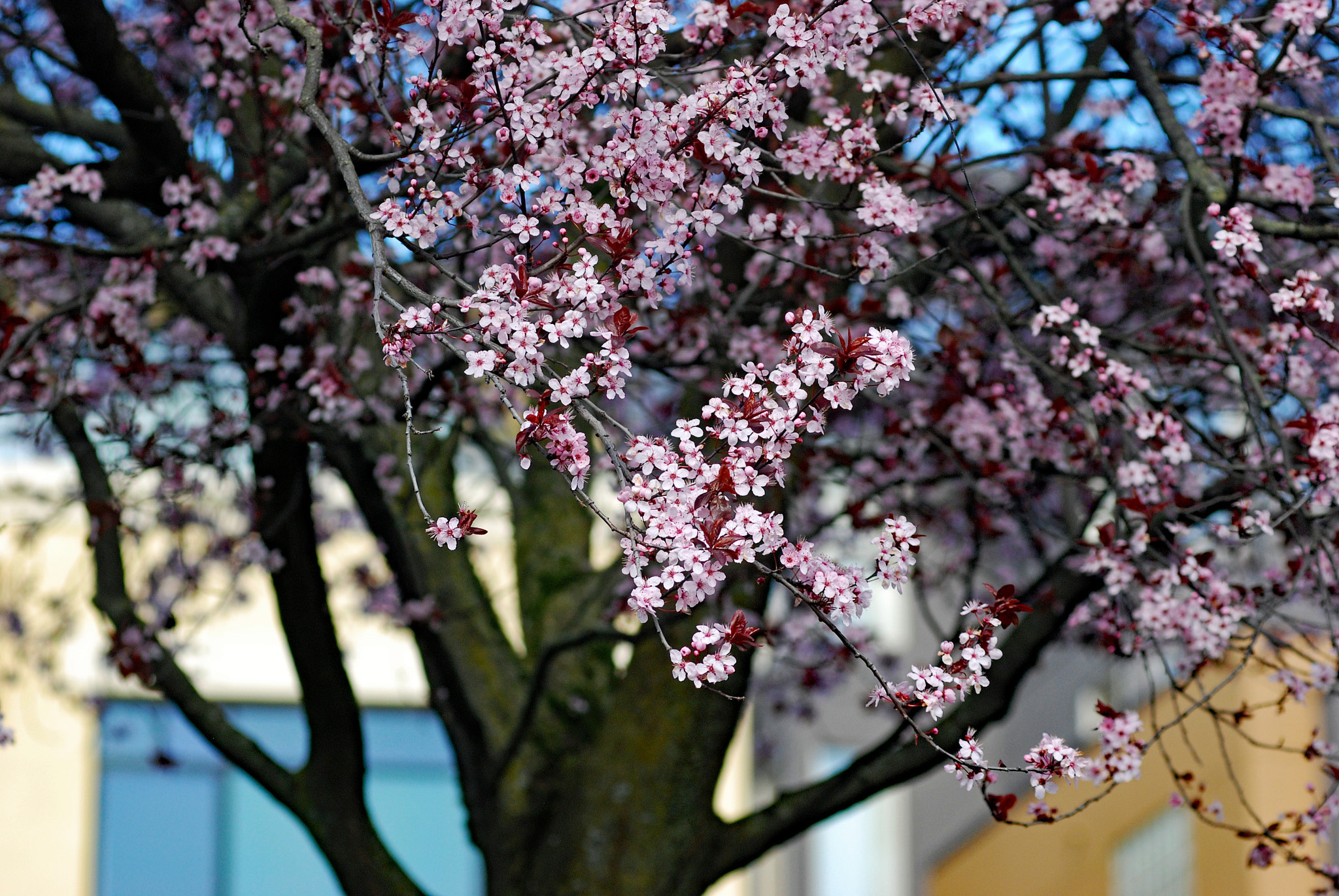 Nikon AF-Nikkor 80-200mm F2.8D ED sample photo. Cherry blossom photography