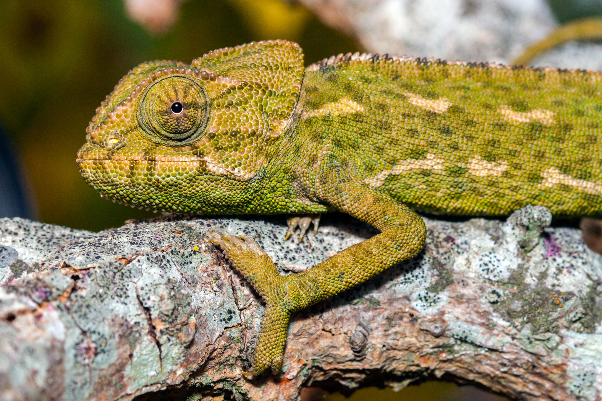 Canon EOS 30D + Canon EF 100mm F2.8 Macro USM sample photo. Chameleon photography