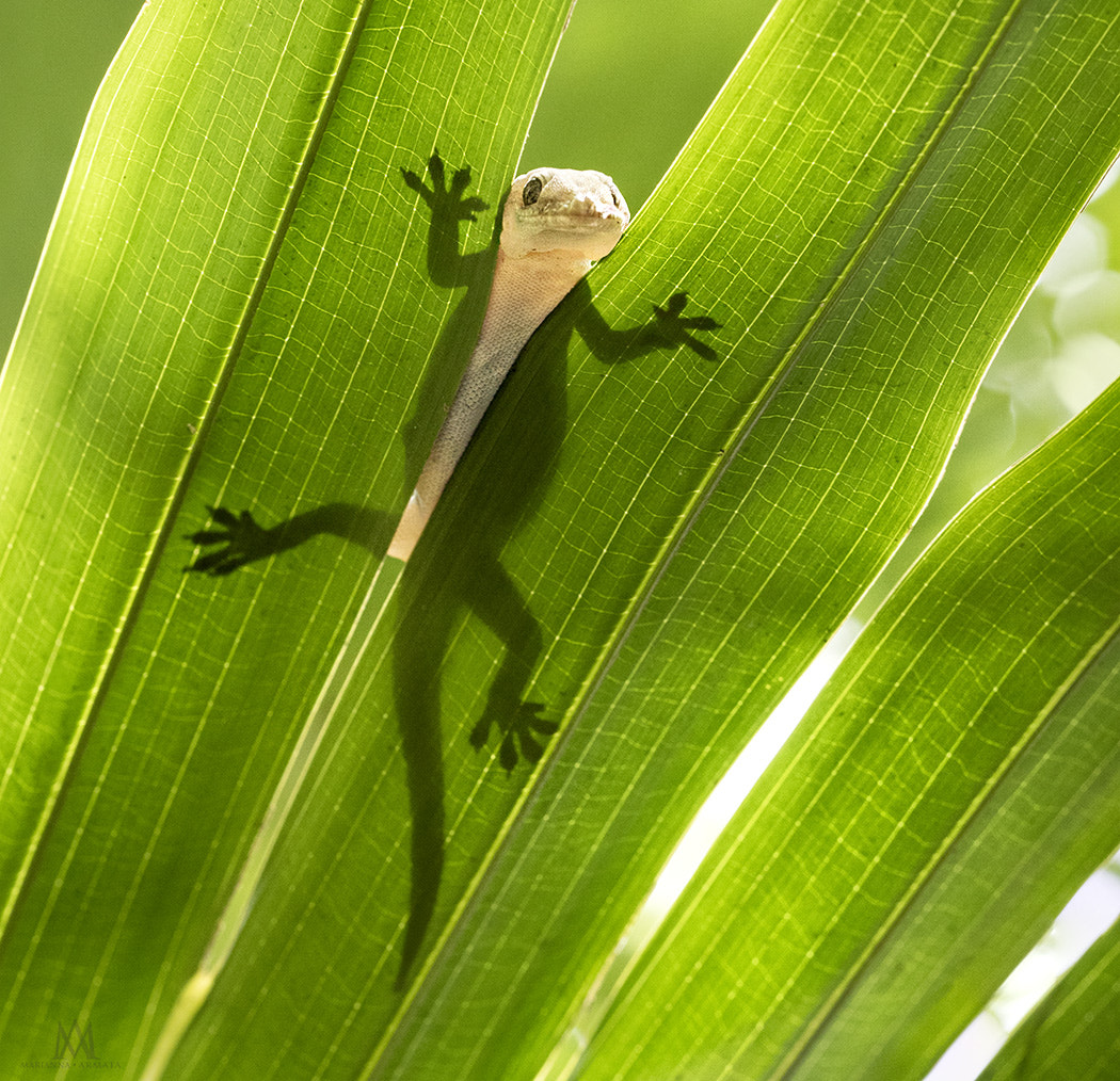 Olympus M.Zuiko Digital ED 60mm F2.8 Macro sample photo. Gecko photography