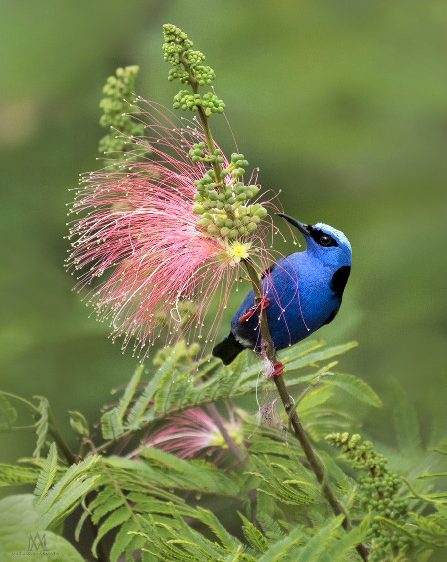 Panasonic Lumix DMC-GH4 sample photo. Red-legged honey creeper photography