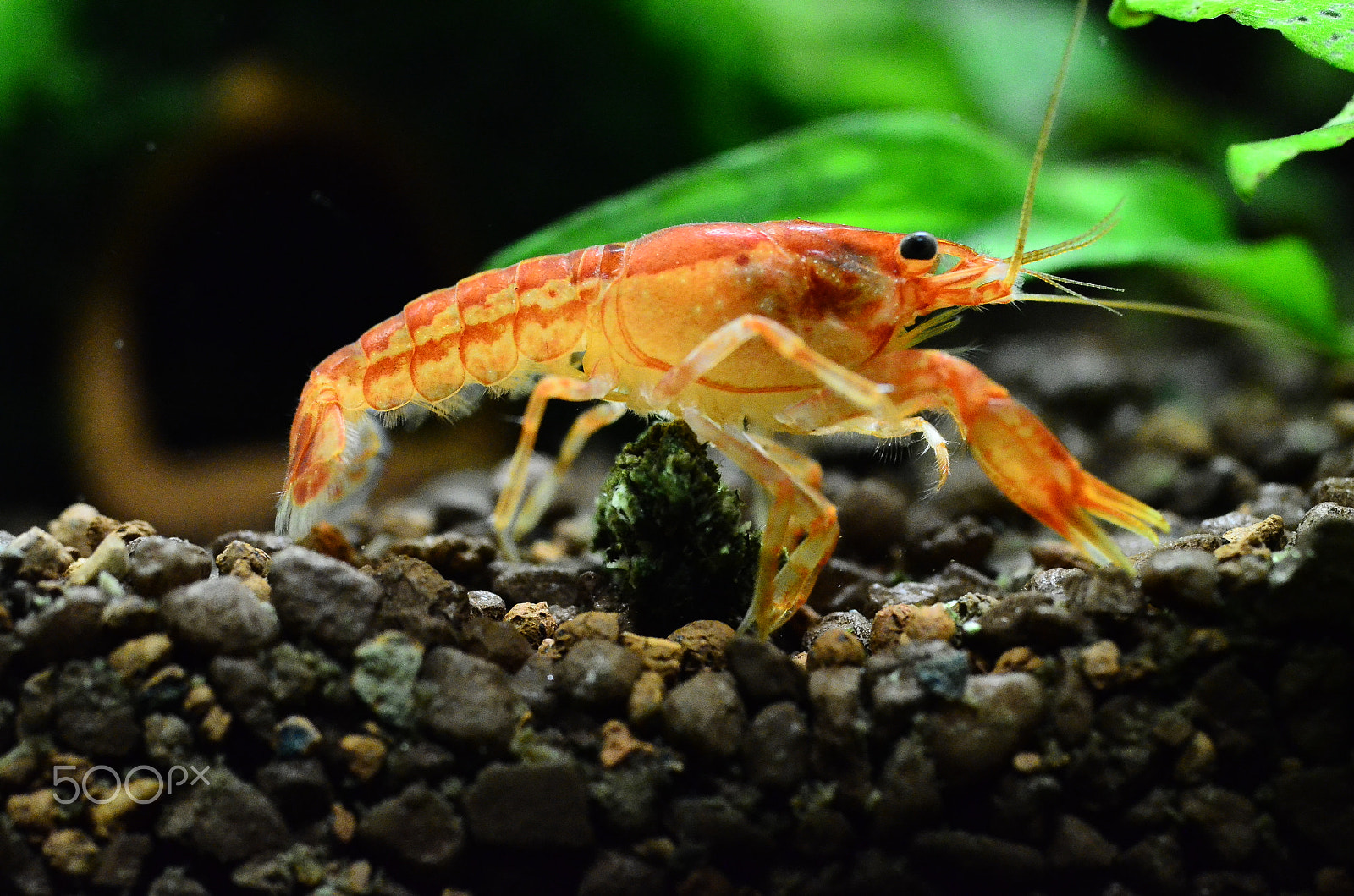 Nikon D7000 + Sigma 50mm F2.8 EX DG Macro sample photo. I am watching you... photography