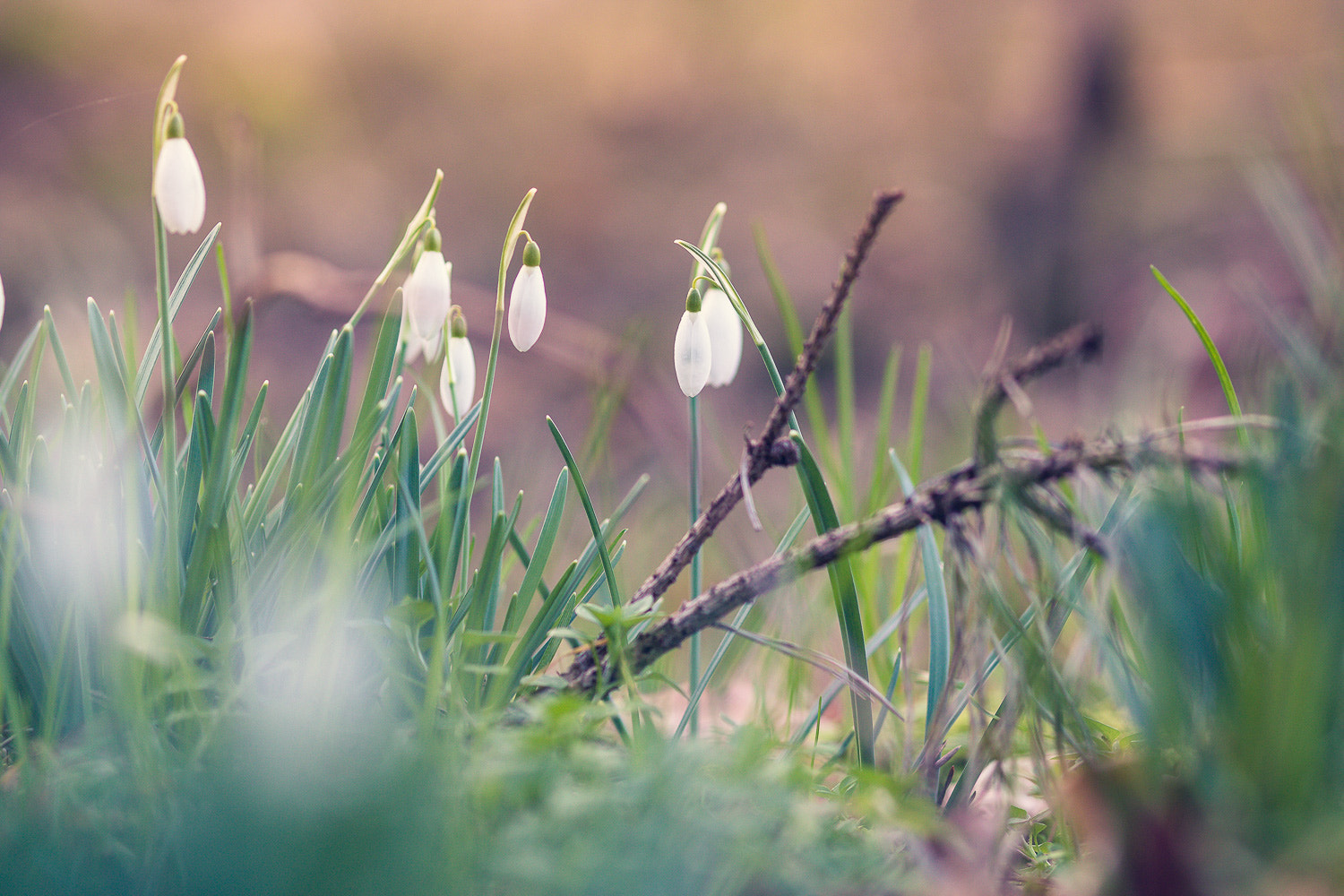 Canon EOS 70D + Sigma 105mm F2.8 EX DG Macro sample photo. Nature wakes up after its winter rest photography