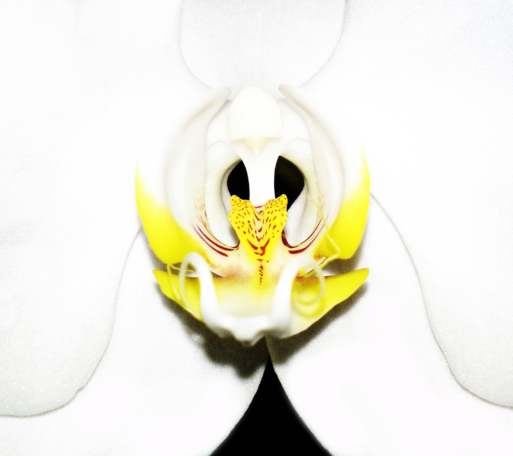 Sony Ericsson W995 sample photo. K.t.revolution - perfumes 1 - smooth photography