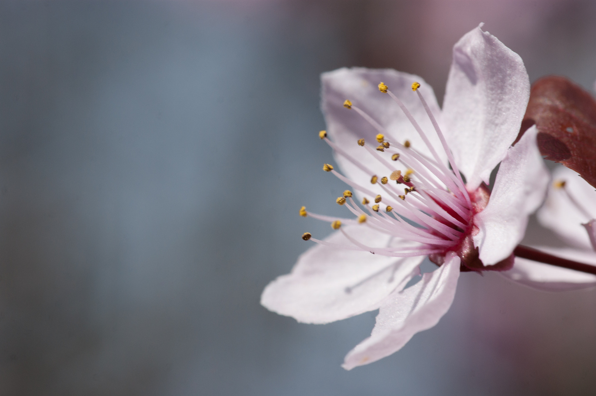 Sony Alpha DSLR-A390 + Minolta AF 100mm F2.8 Macro [New] sample photo. Cherry blossom photography