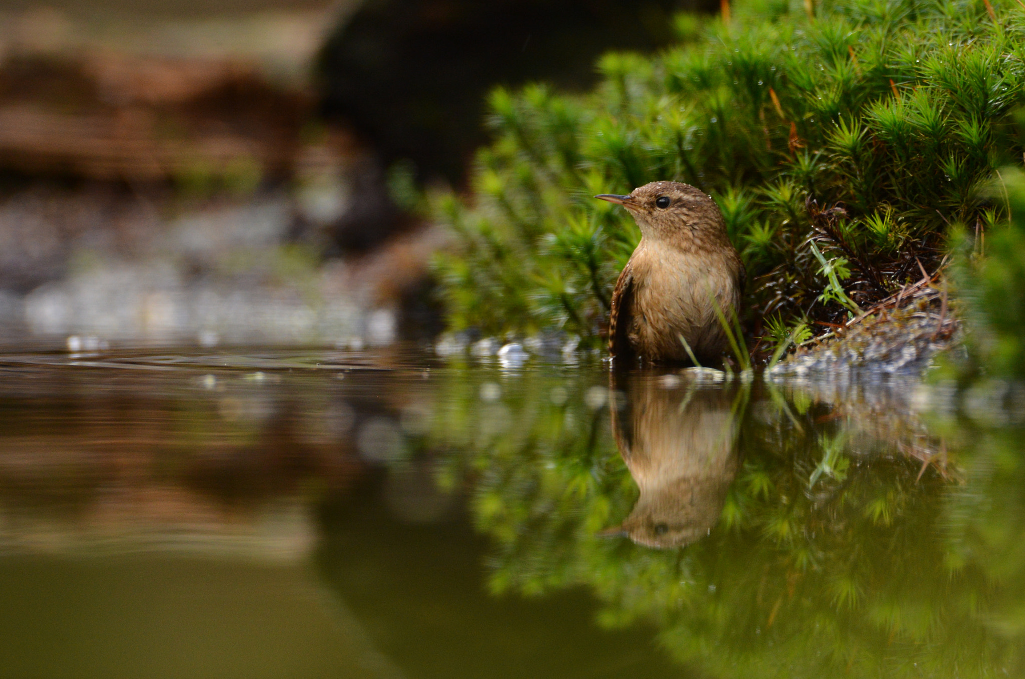 Nikon D600 + AF-S Nikkor 600mm f/4D IF-ED sample photo. Winterkoning photography