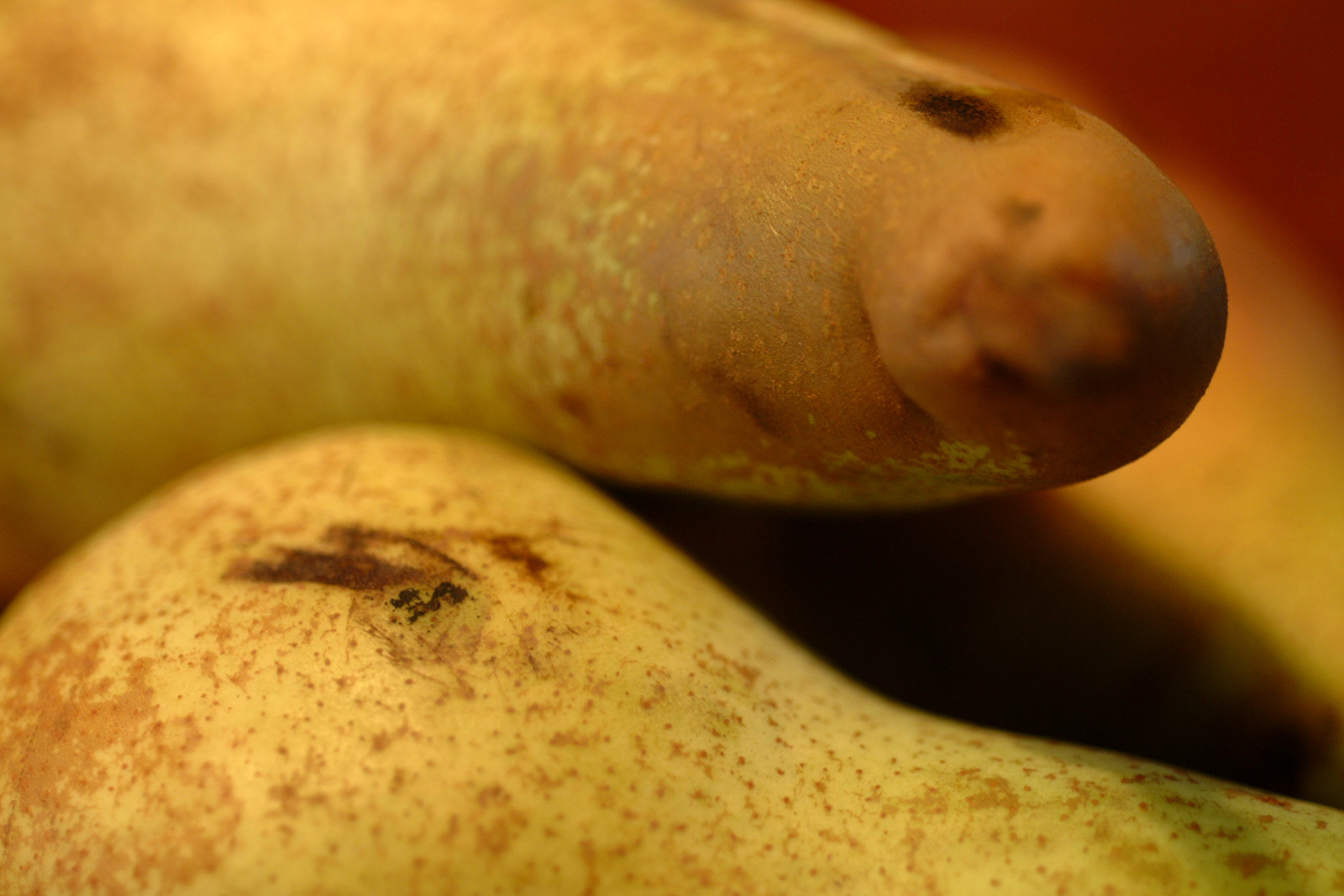 Fujifilm FinePix S1 Pro sample photo. Pear love photography