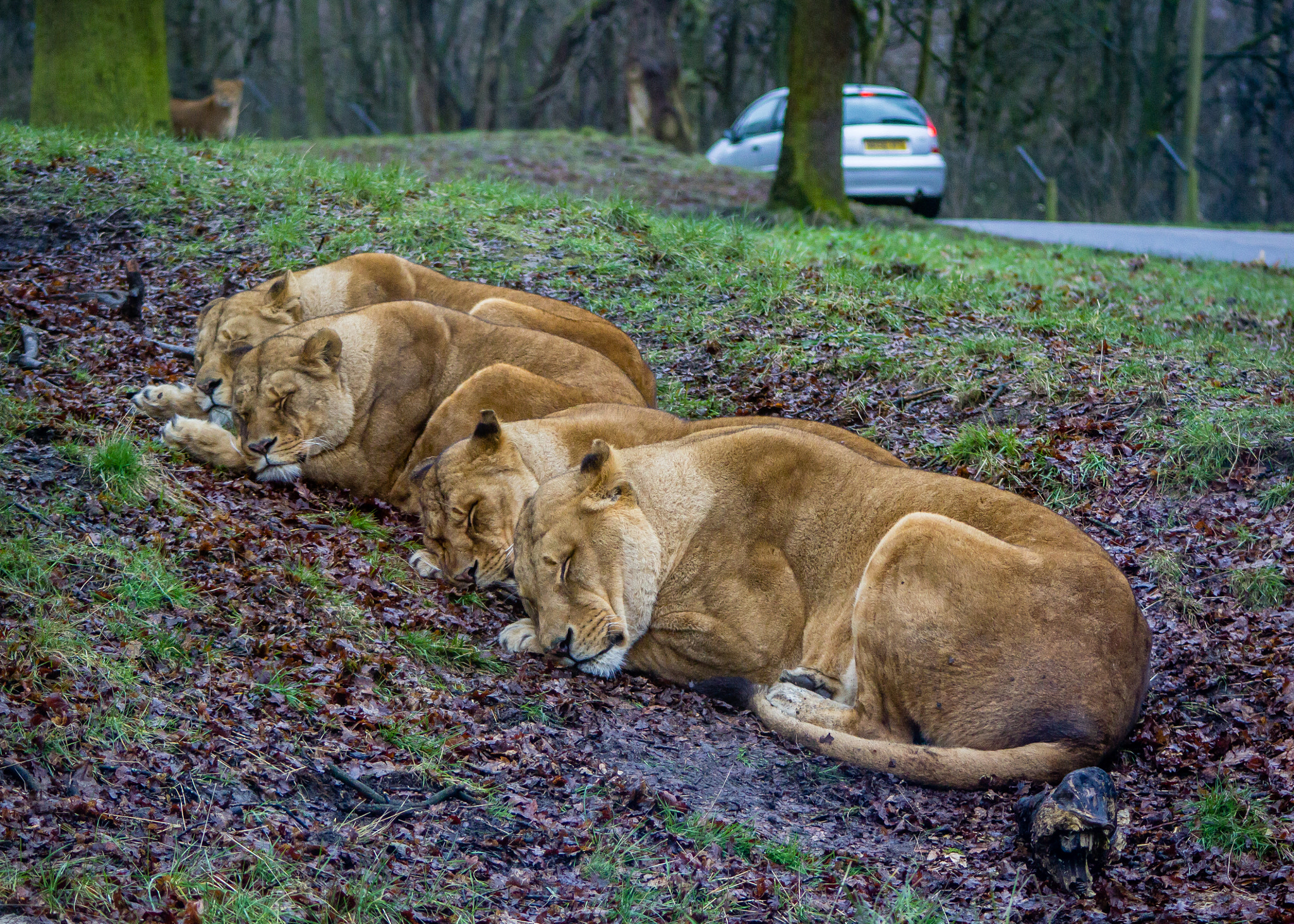 Canon EF 90-300mm F4.5-5.6 sample photo. Sleeping lions photography