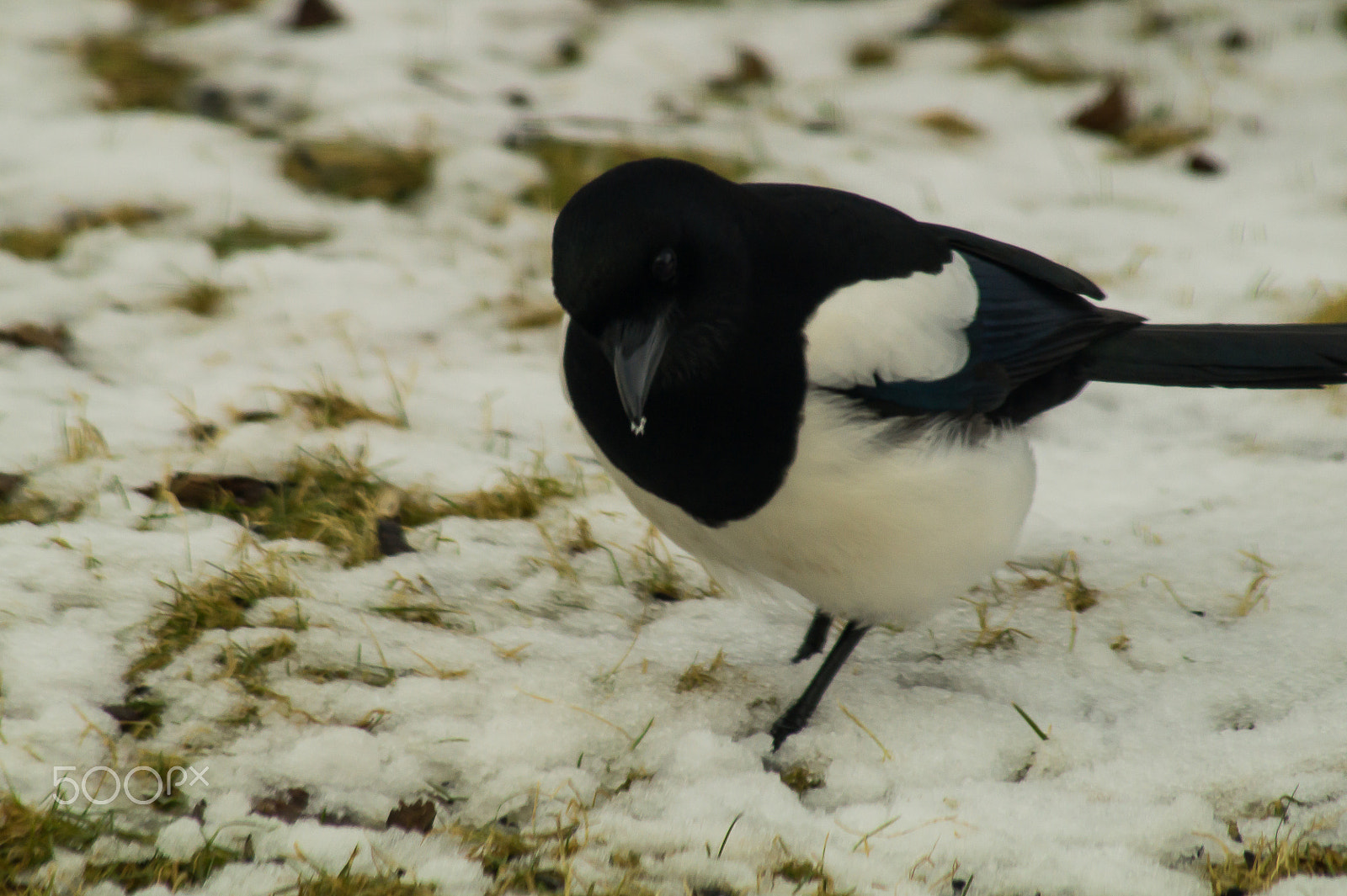 Sony SLT-A58 sample photo. Magpie picking in the snow photography