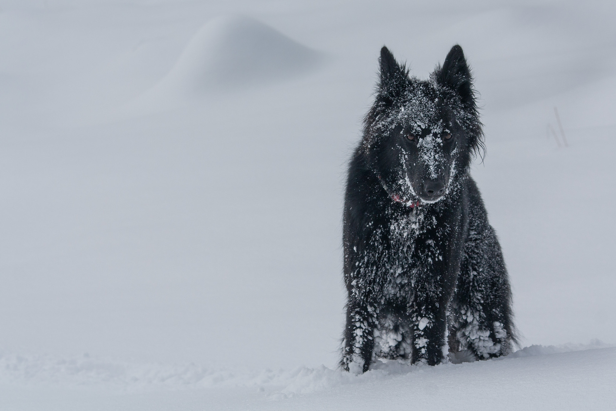 Canon EF-S 55-250mm F4-5.6 IS II sample photo. Groenendael photography