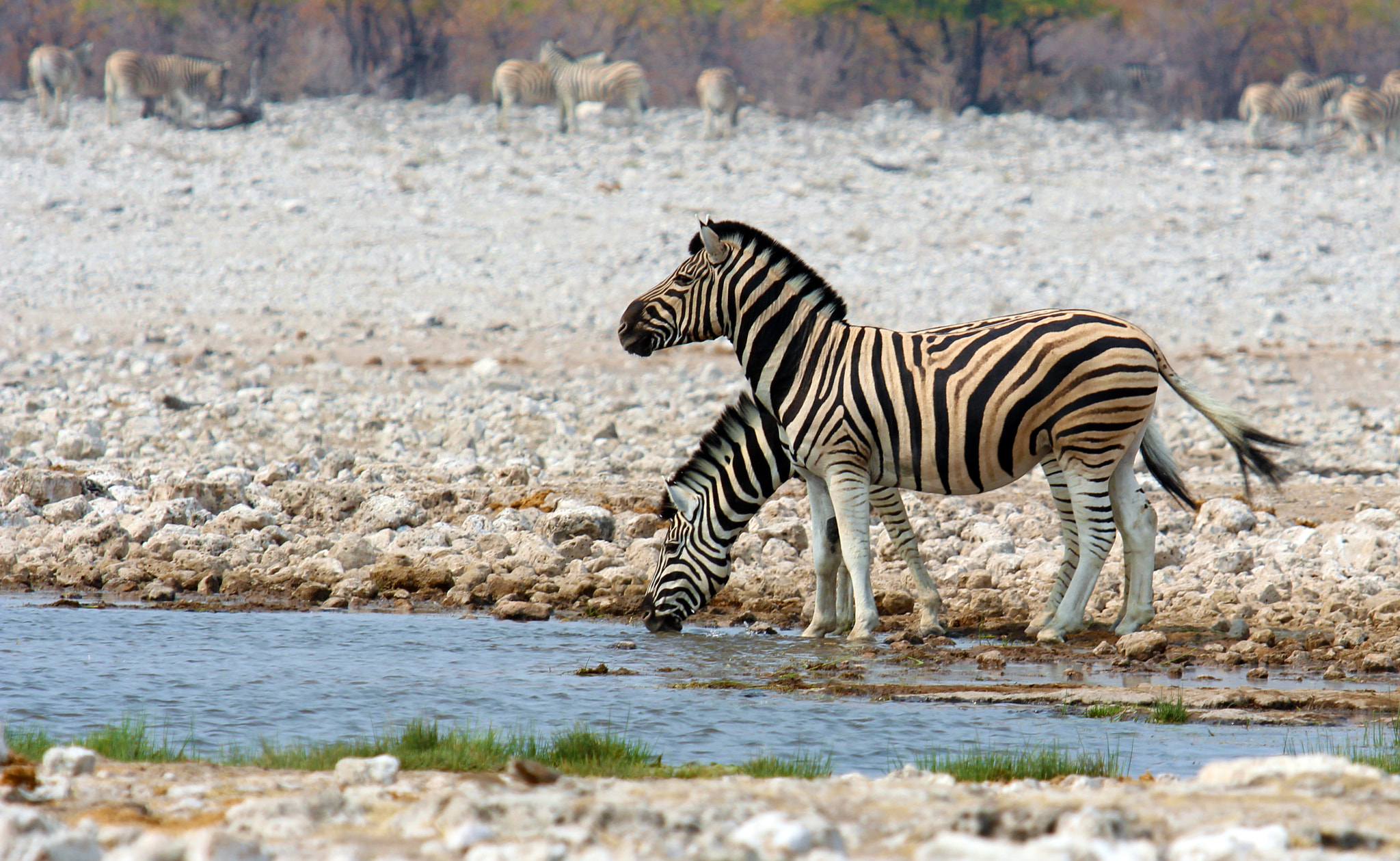 Canon EOS 650D (EOS Rebel T4i / EOS Kiss X6i) + Canon EF 70-200mm F2.8L USM sample photo. Zebra synergy photography