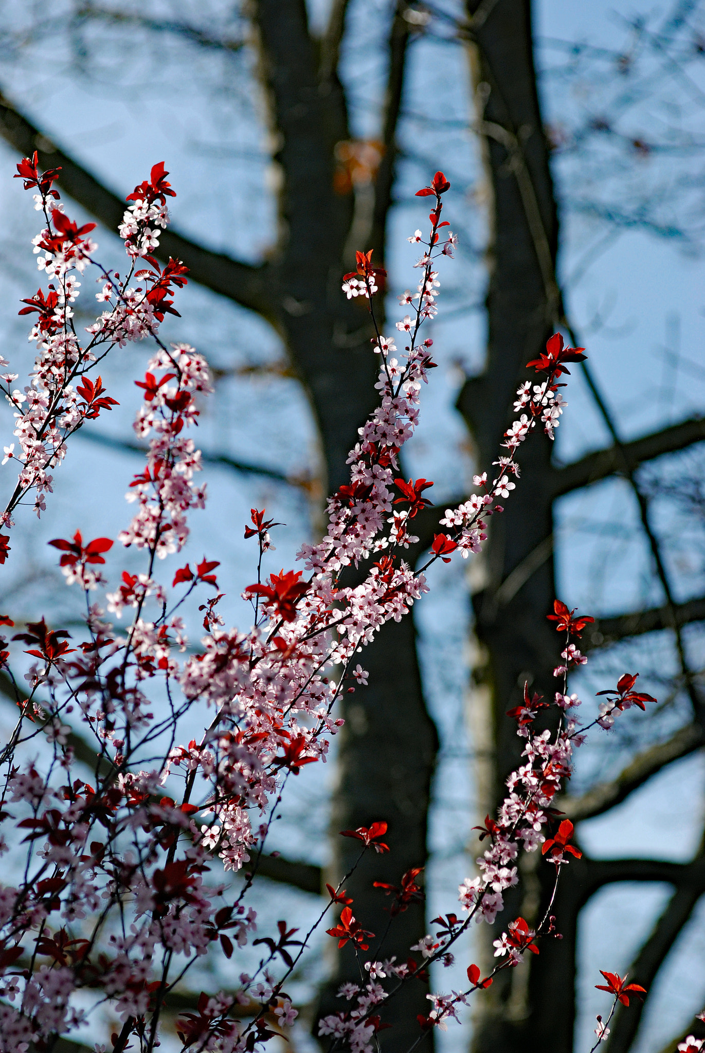Nikon AF-Nikkor 80-200mm F2.8D ED sample photo. Cherry blossom photography
