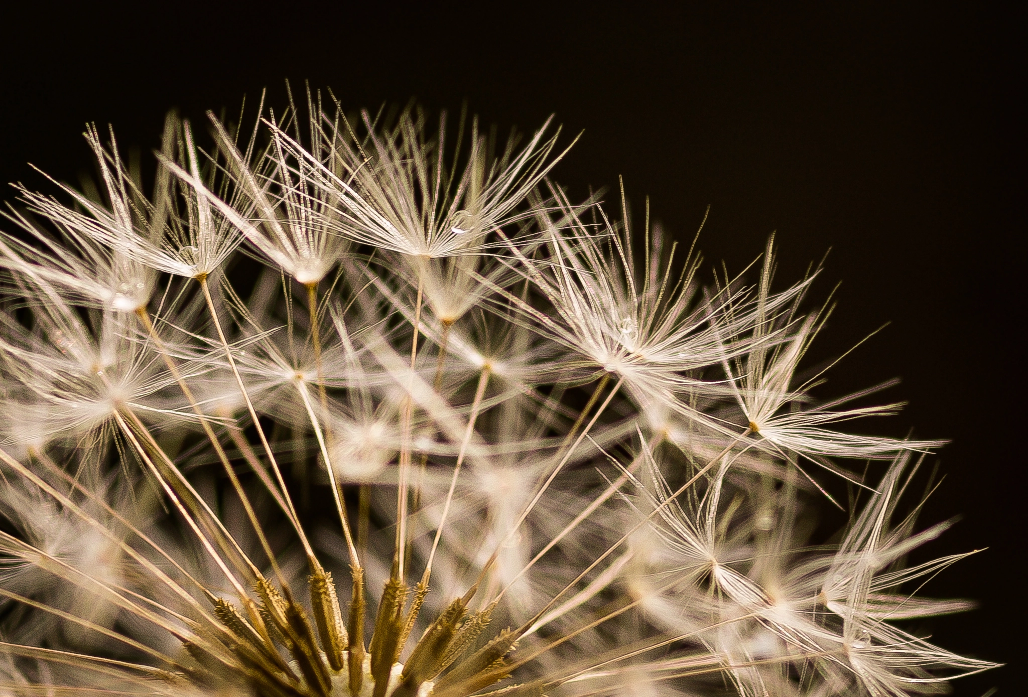 Sony SLT-A77 + Sigma 30mm F1.4 EX DC HSM sample photo. Pusteblume photography