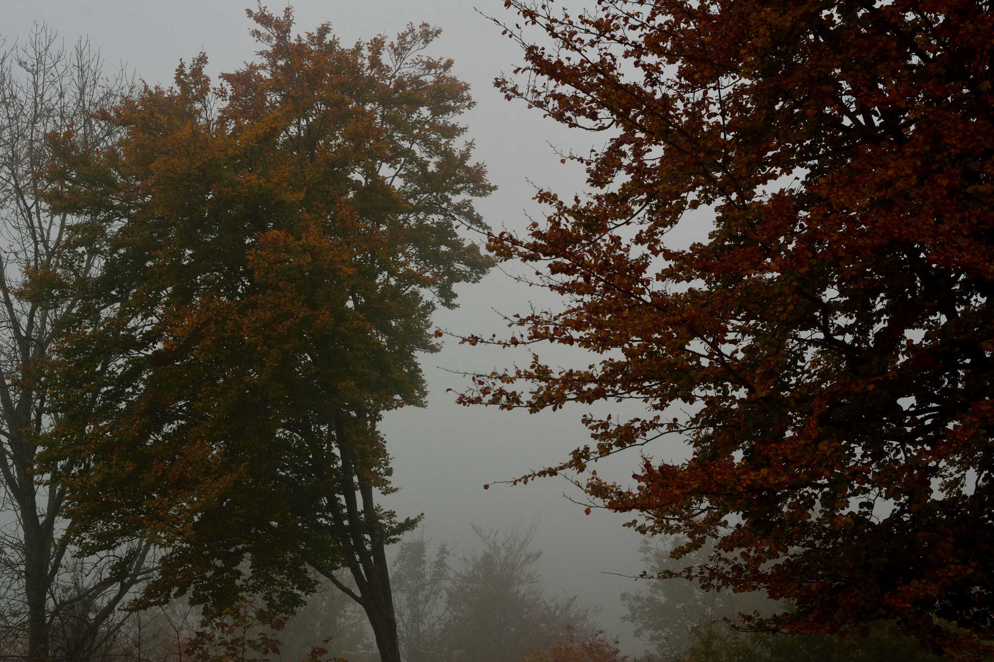 AF Zoom-Nikkor 28-80mm f/3.3-5.6G sample photo. Foggy photography