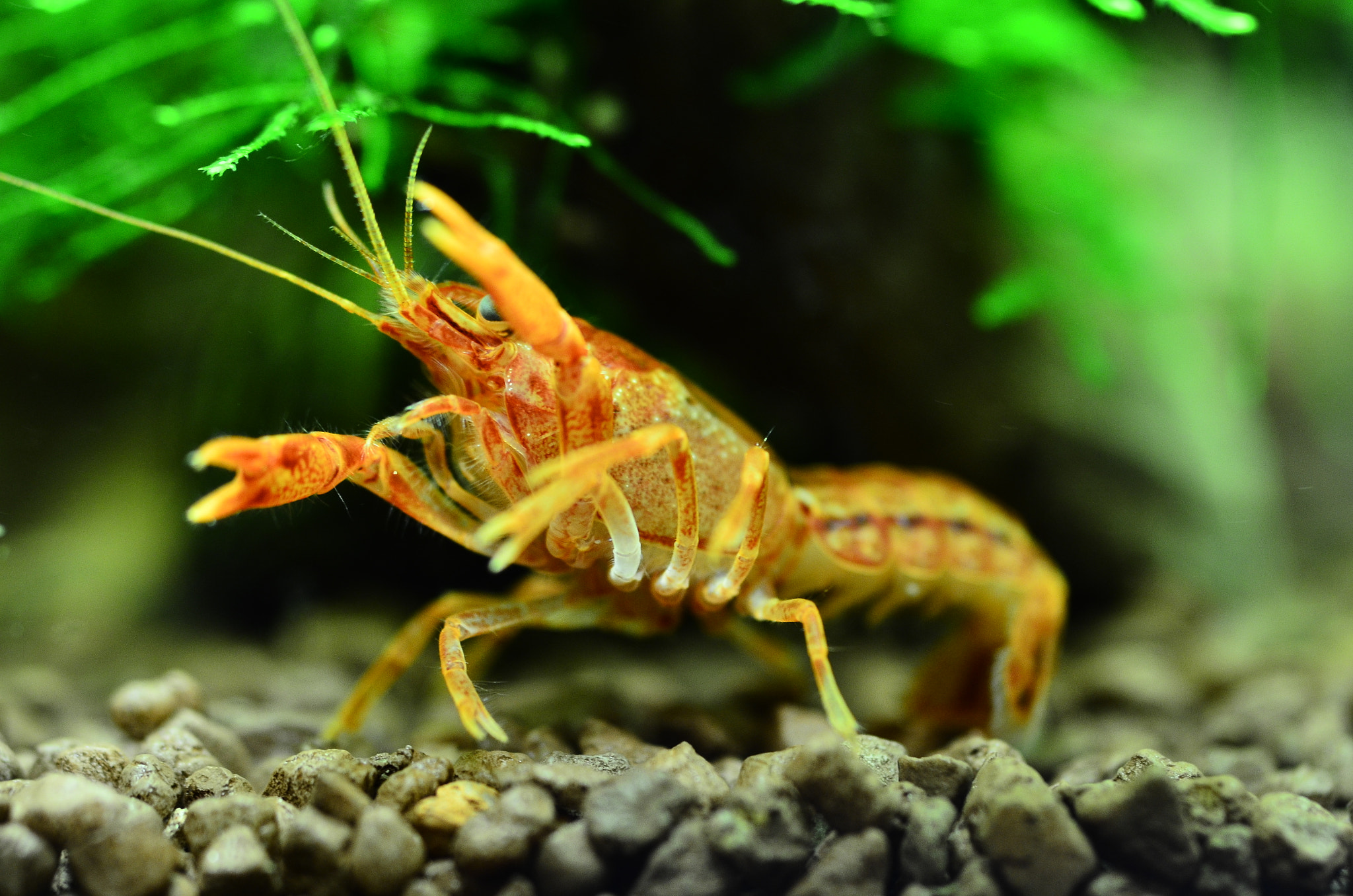 Nikon D7000 + Sigma 50mm F2.8 EX DG Macro sample photo. You wanna fight?! photography
