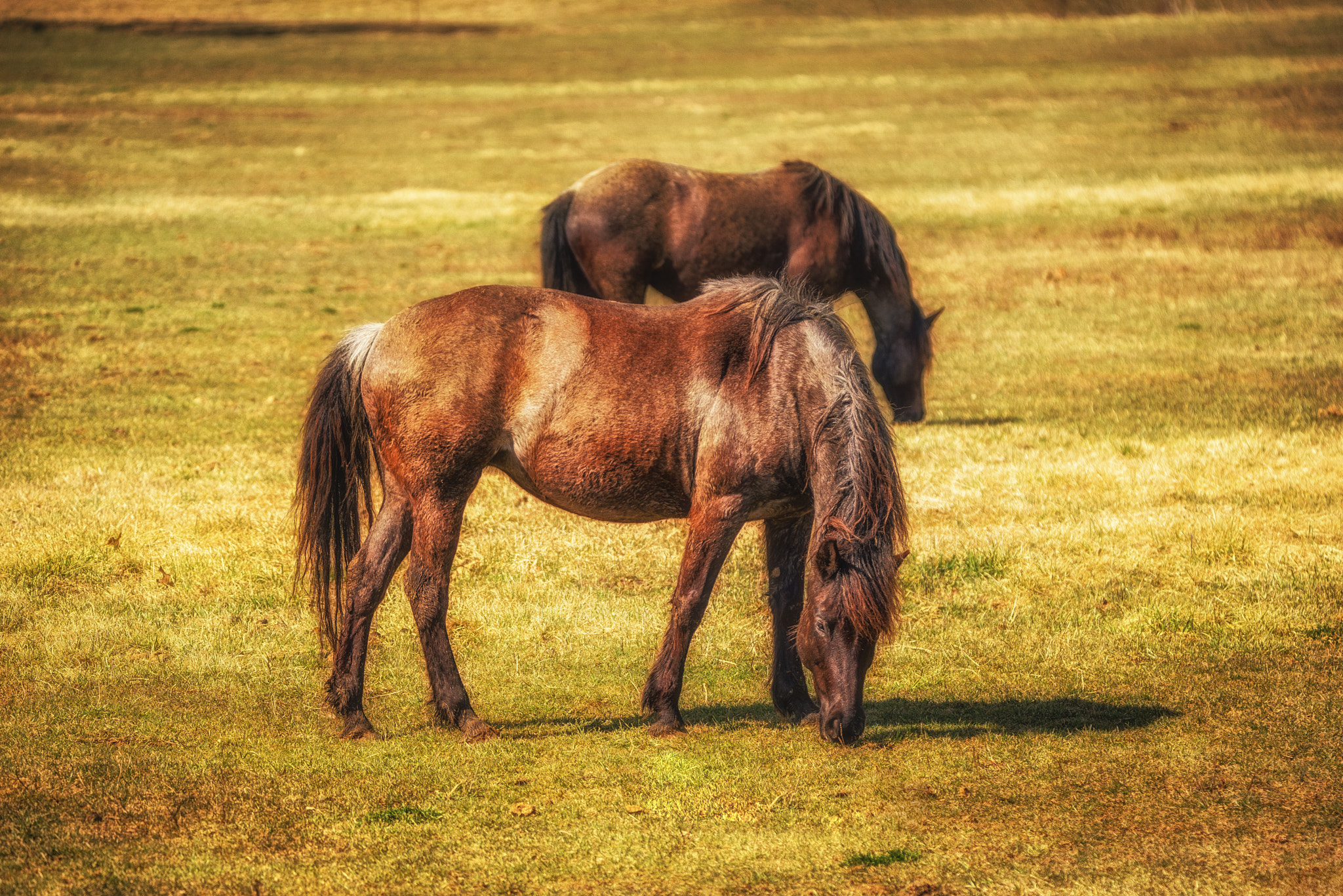 Sony a7R + Tamron SP 150-600mm F5-6.3 Di VC USD sample photo. "afternoon delight" photography