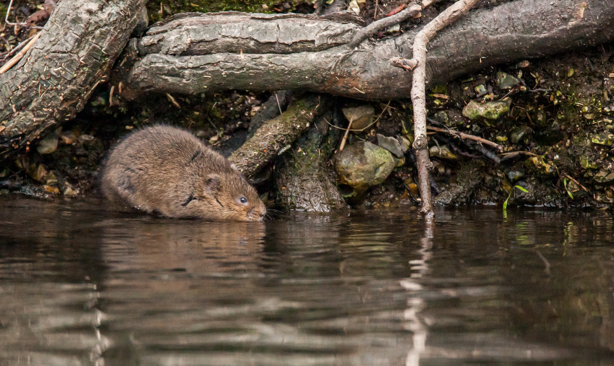 Canon EOS-1D Mark III sample photo. River vole, salisbury photography