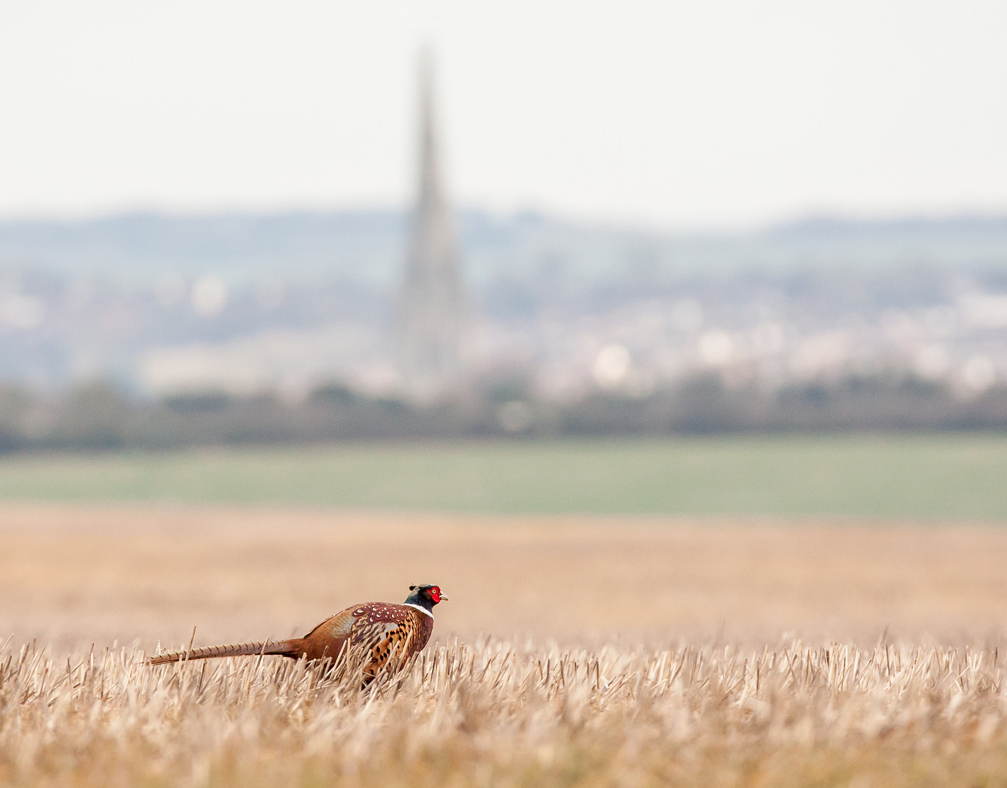 Canon EOS-1D Mark III sample photo. Salisbury cathedral, in the heart of the countrysi photography