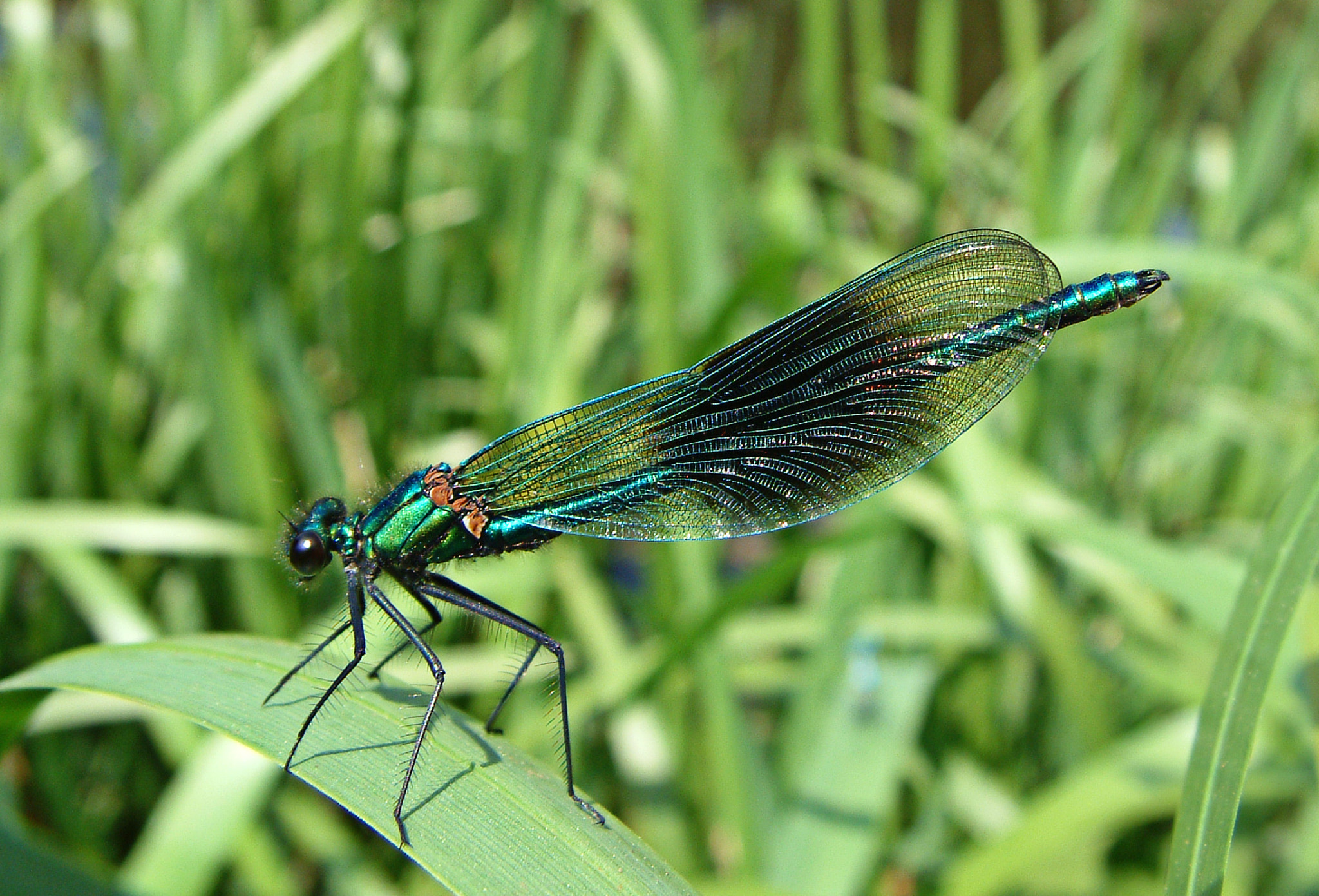 Fujifilm FinePix S602 ZOOM sample photo. Banded damoiselle photography