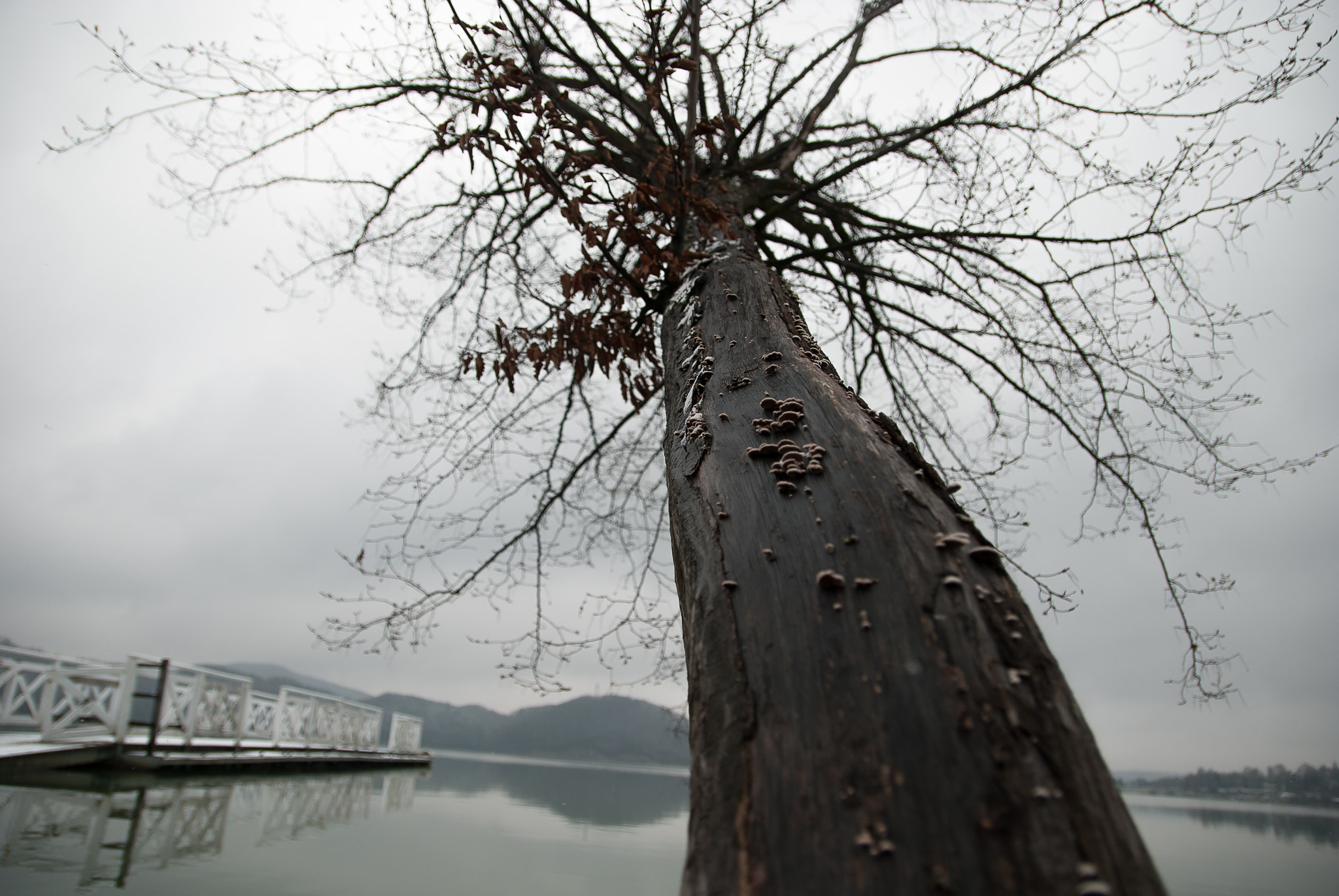 Sigma 17-50mm F2.8 EX DC OS HSM sample photo. Tree photography