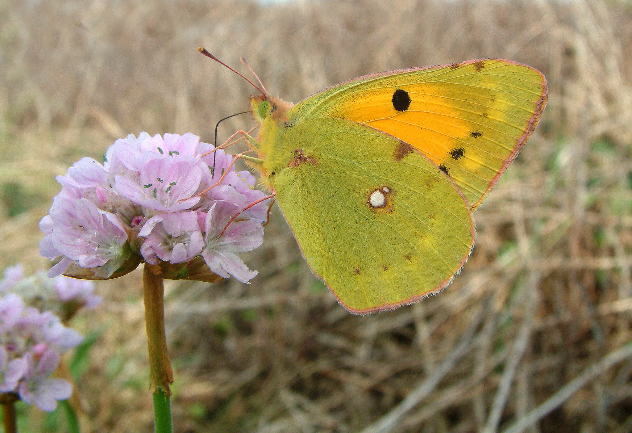 Kodak Picture Maker G3 sample photo. Clouded yellow butterfly photography