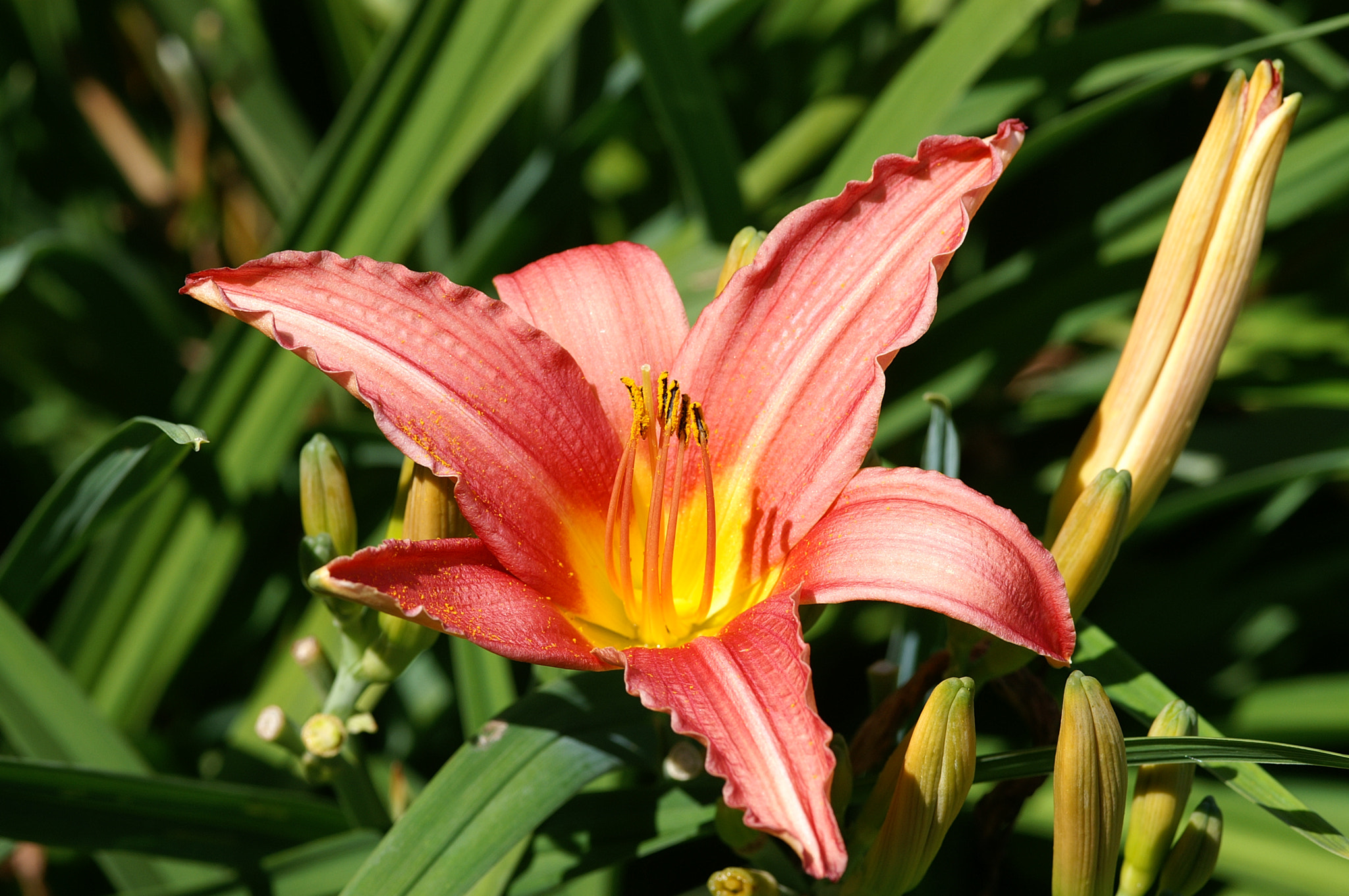 KONICA MINOLTA DYNAX 7D + Sigma AF 105mm F2.8 EX [DG] Macro sample photo. Daylily (hemerocallis elijah) photography