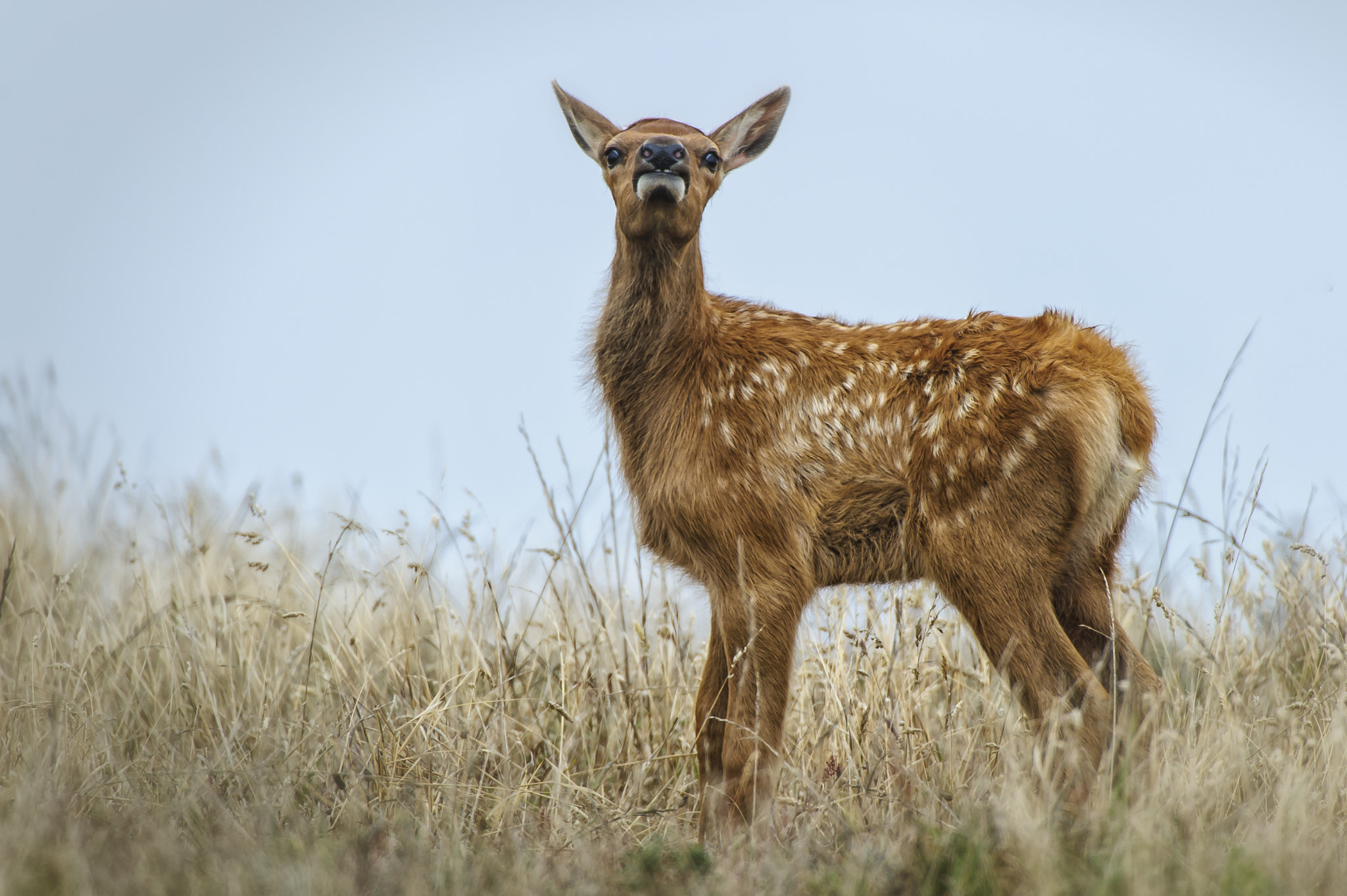 Nikon D3S sample photo. Tule elk fawn photography